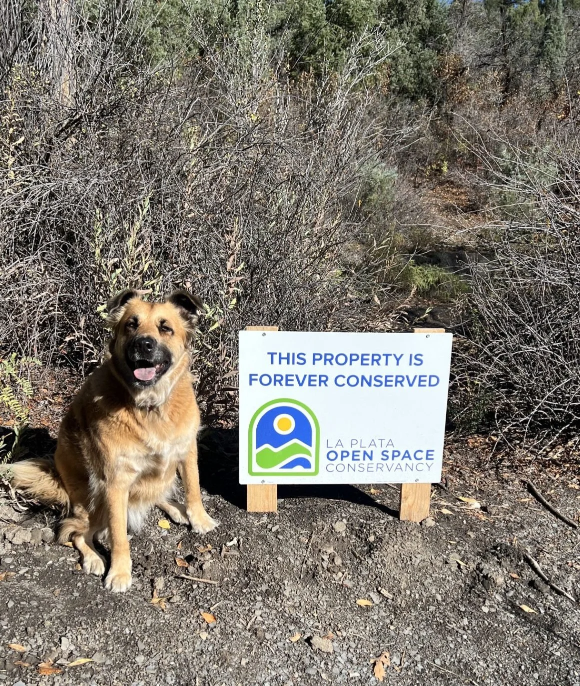 A happy dog sits beside a sign that reads 'This property is forever conserved' with the logo of La Plata Open Space Conservancy, in a natural outdoor area with dry bushes and a dirt path.