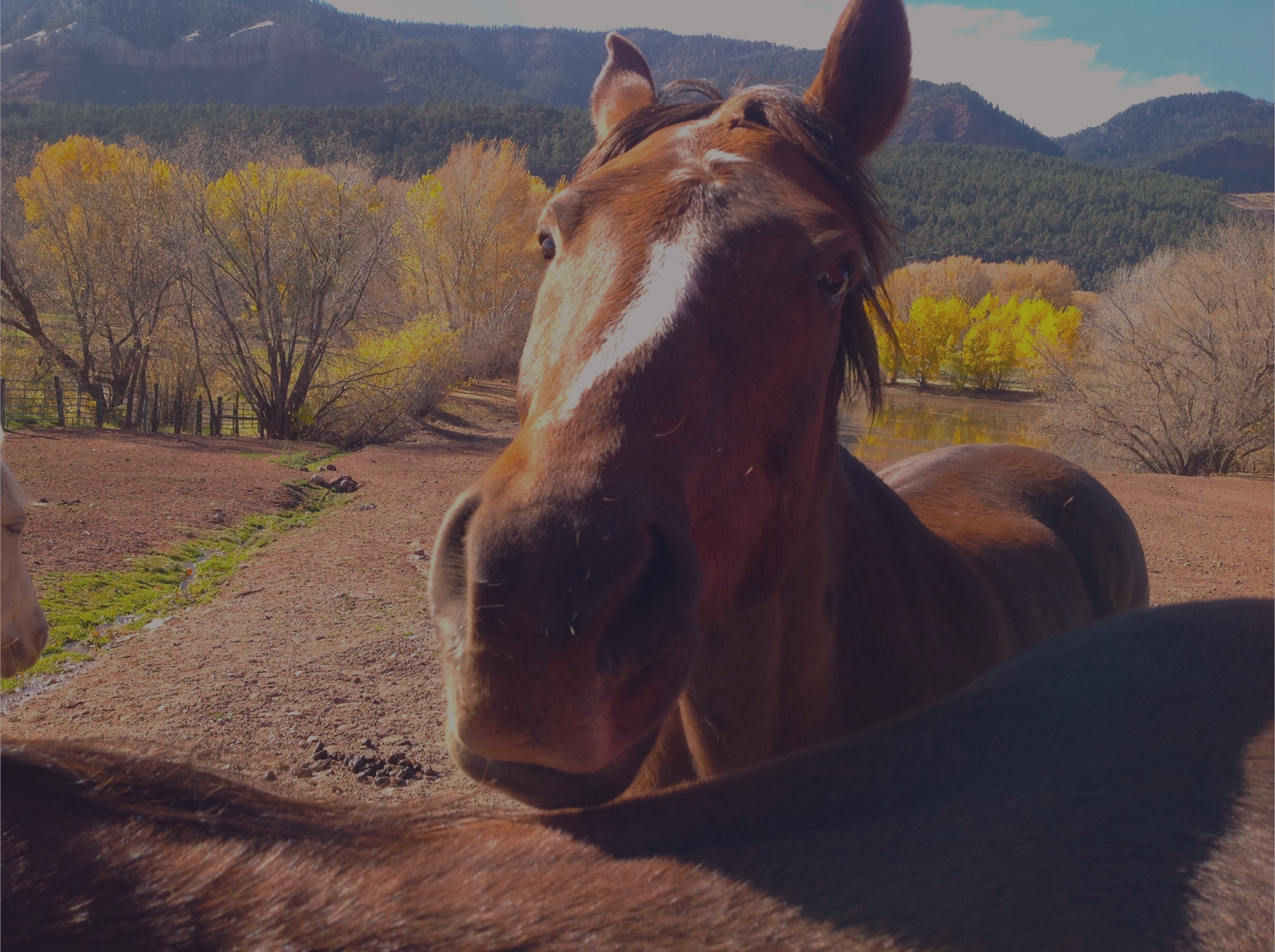 Close up of brown horse nose and head on a ranch property with yellow trees in background