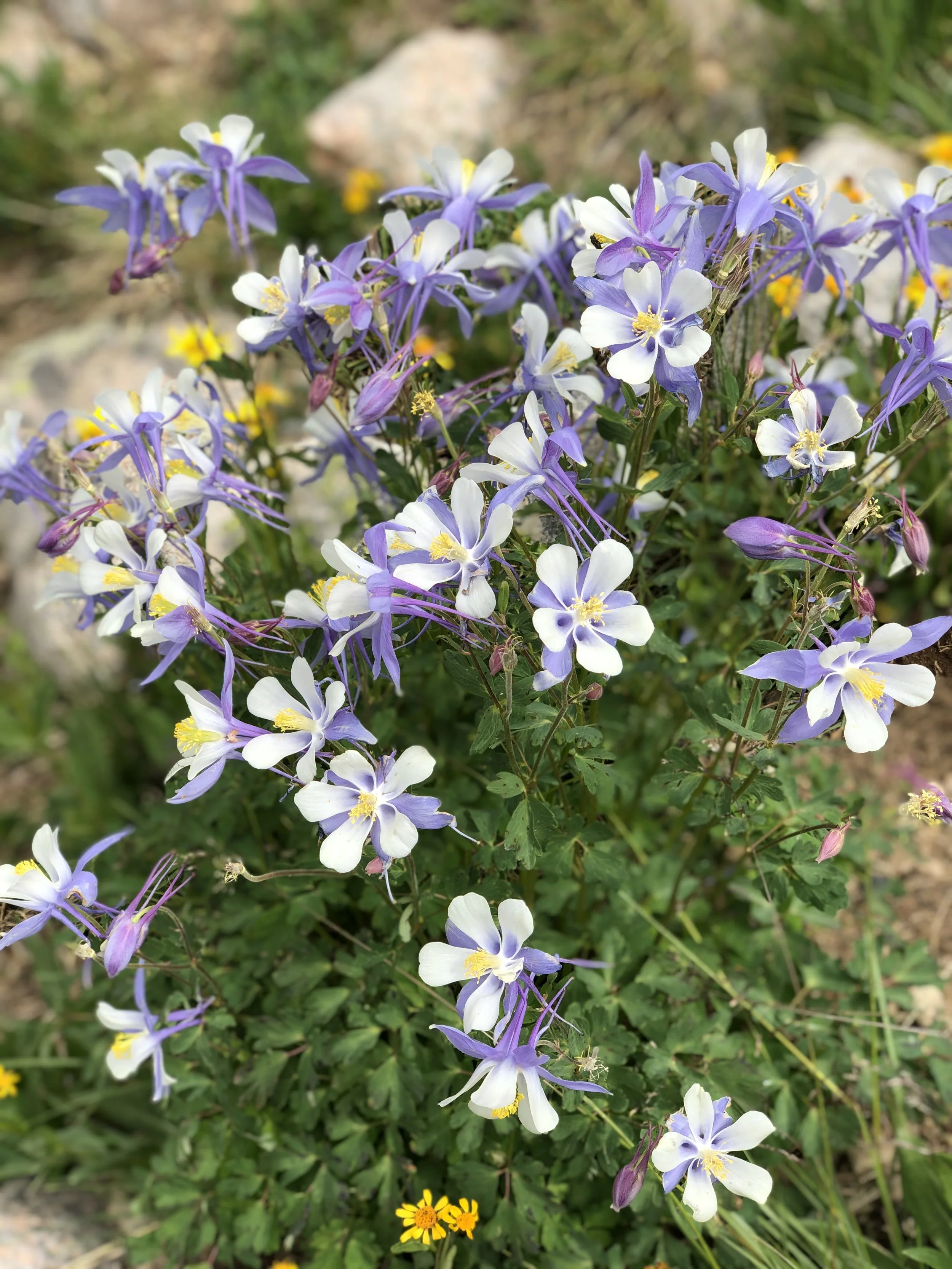 Close-up of purple and white Columbine flowers with yellow centers growing in green foliage in a garden bed.