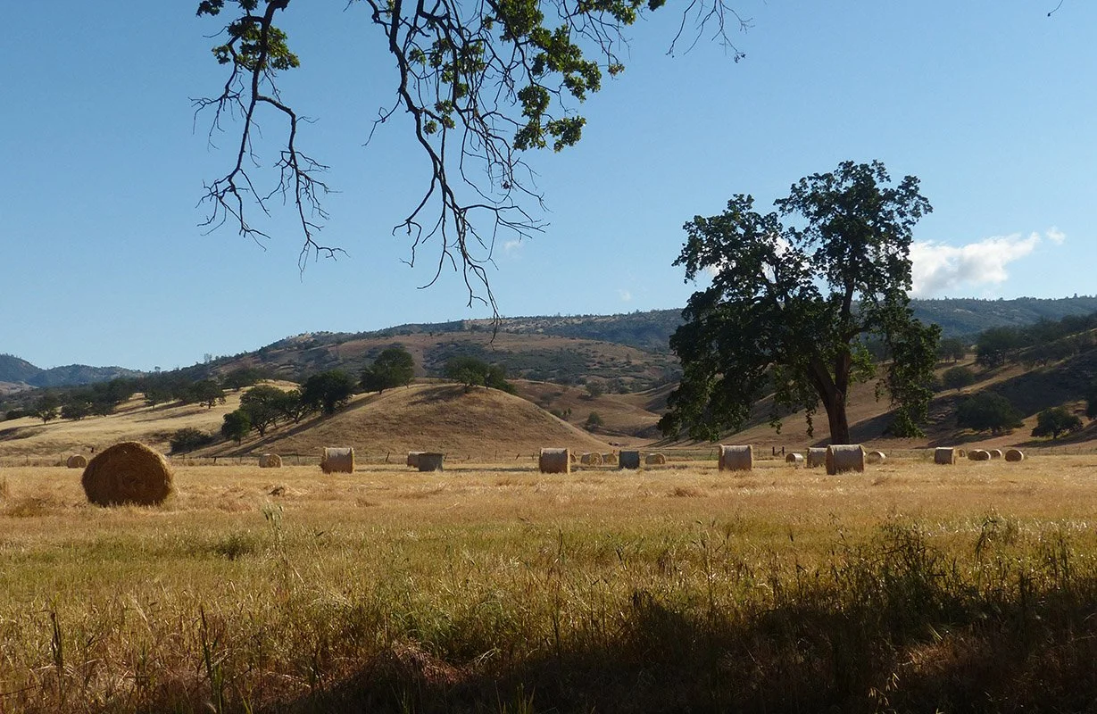 A rural landscape with hay bales scattered across a dry, grassy field, large trees, and rolling hills under a clear blue sky at the Parkfield Bluegrass Festival
