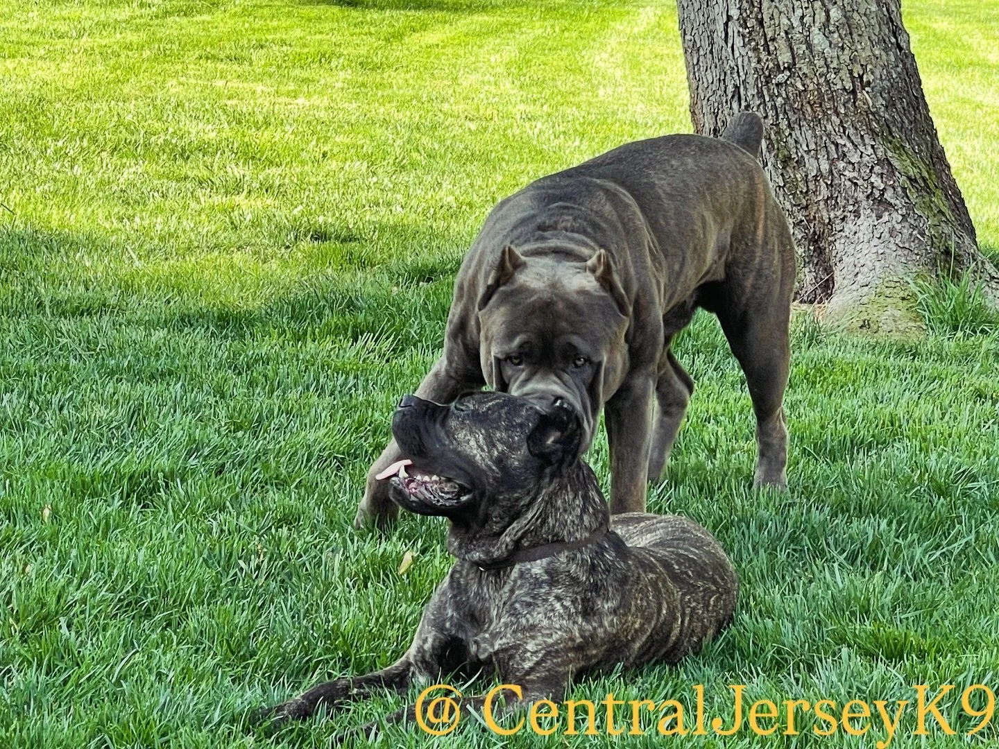 The only thing cuter than this couple? Their puppies-to-be. 🐾💖 Love, loyalty, and a future filled with paw prints. Accepting Applications @gooddog #CentralJerseyK9 #CaneCorso #CorsoFamily #PuppyLove #CorsoLove #FuturePuppyParents @sangue_vecchio_ca