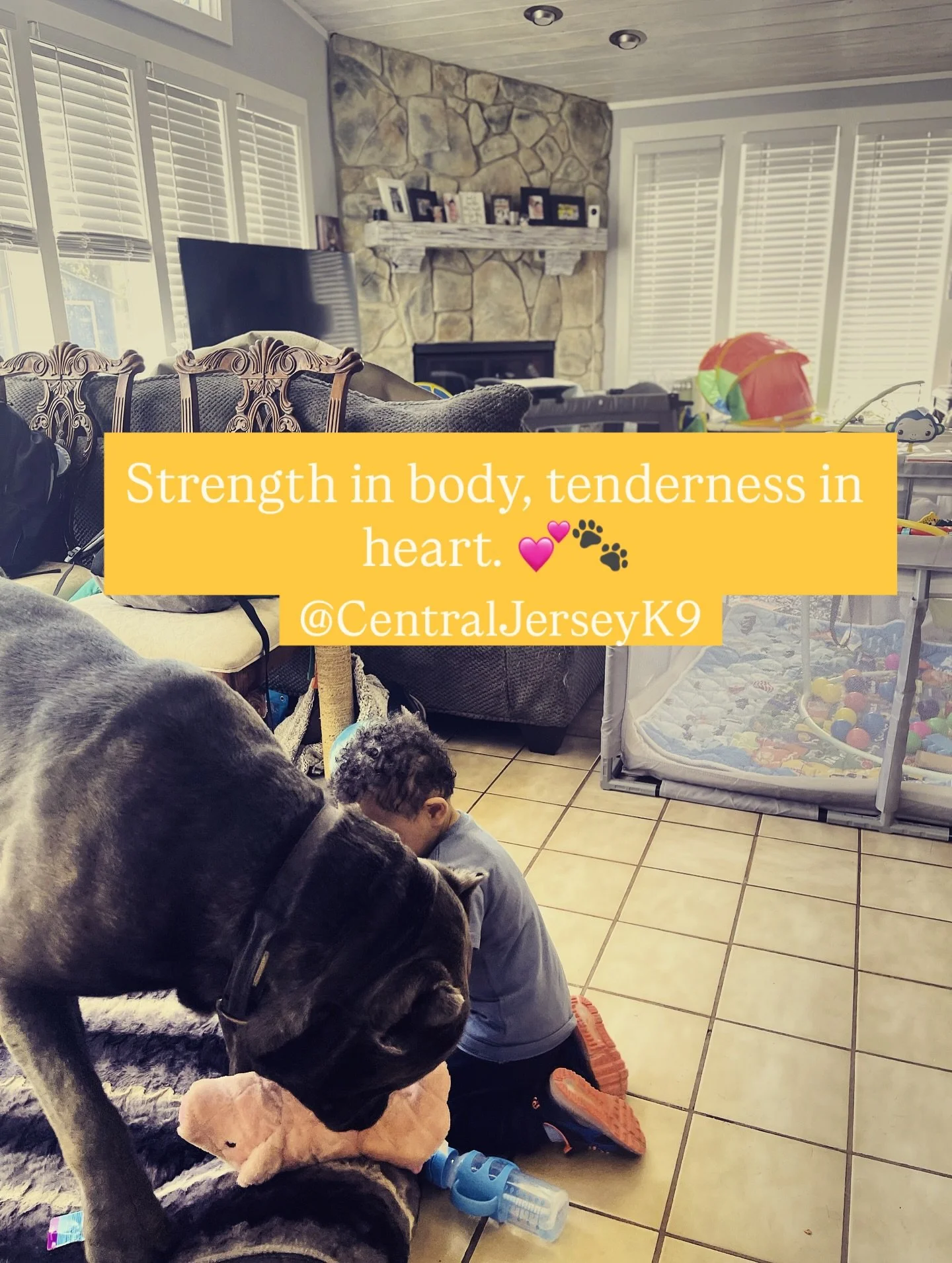 The softer side of strength. 🦍 💖 🐾 Accepting Applications @gooddog #CentralJerseyK9 #CaneCorso #GentleGiant #FamilyFirst #FuturePuppyDad #CorsoHeart