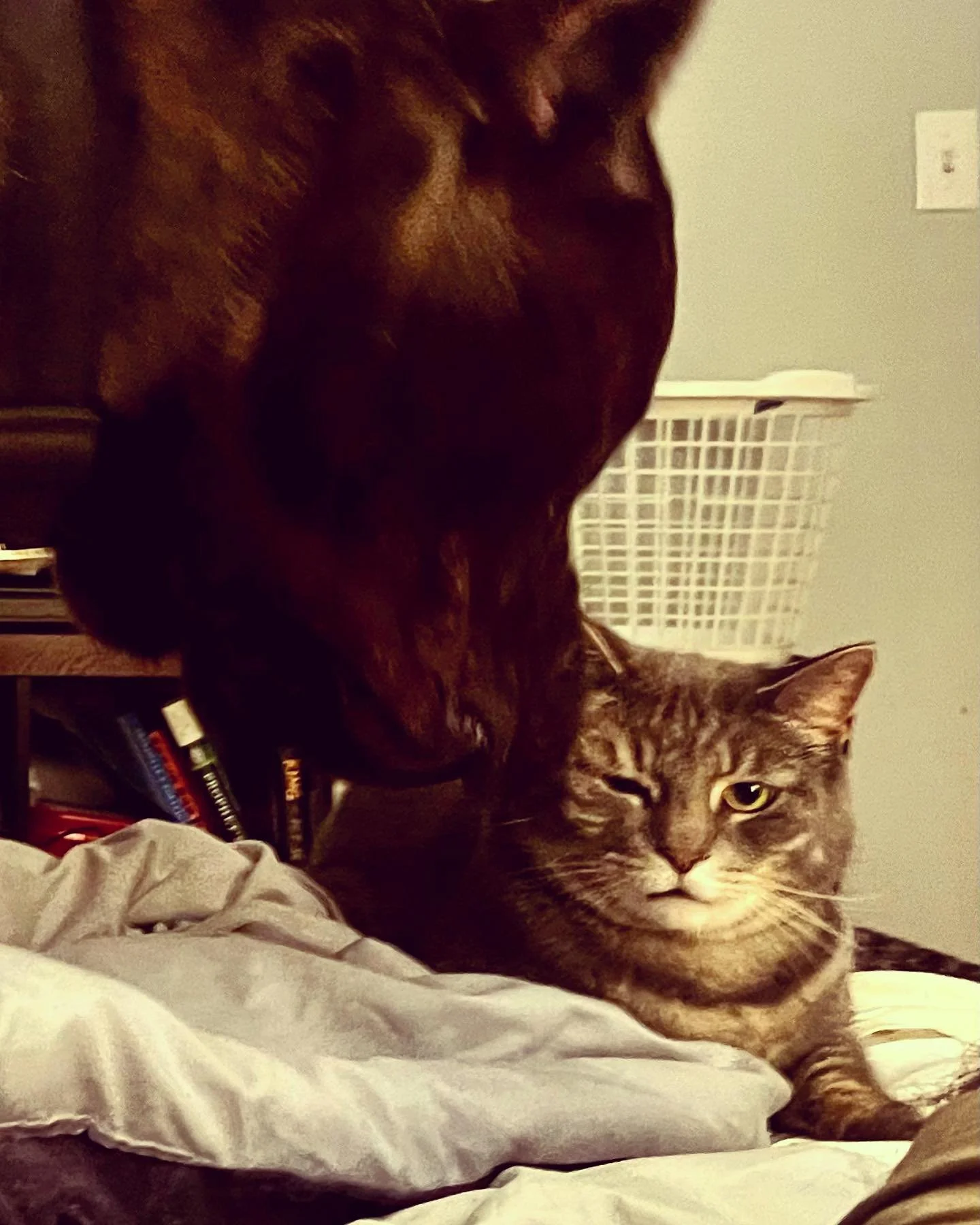 Romeo may not be the hero you expected, but he is the hero we needed. Someone&rsquo;s gotta keep these Corsi in line! 🤣🤣🤣

#RomeoistheBoss #kissthering #hisworldwejustliveinit #corsowhisperer #canecorsoofinstagram #catsofinstagram #canecorso 😂