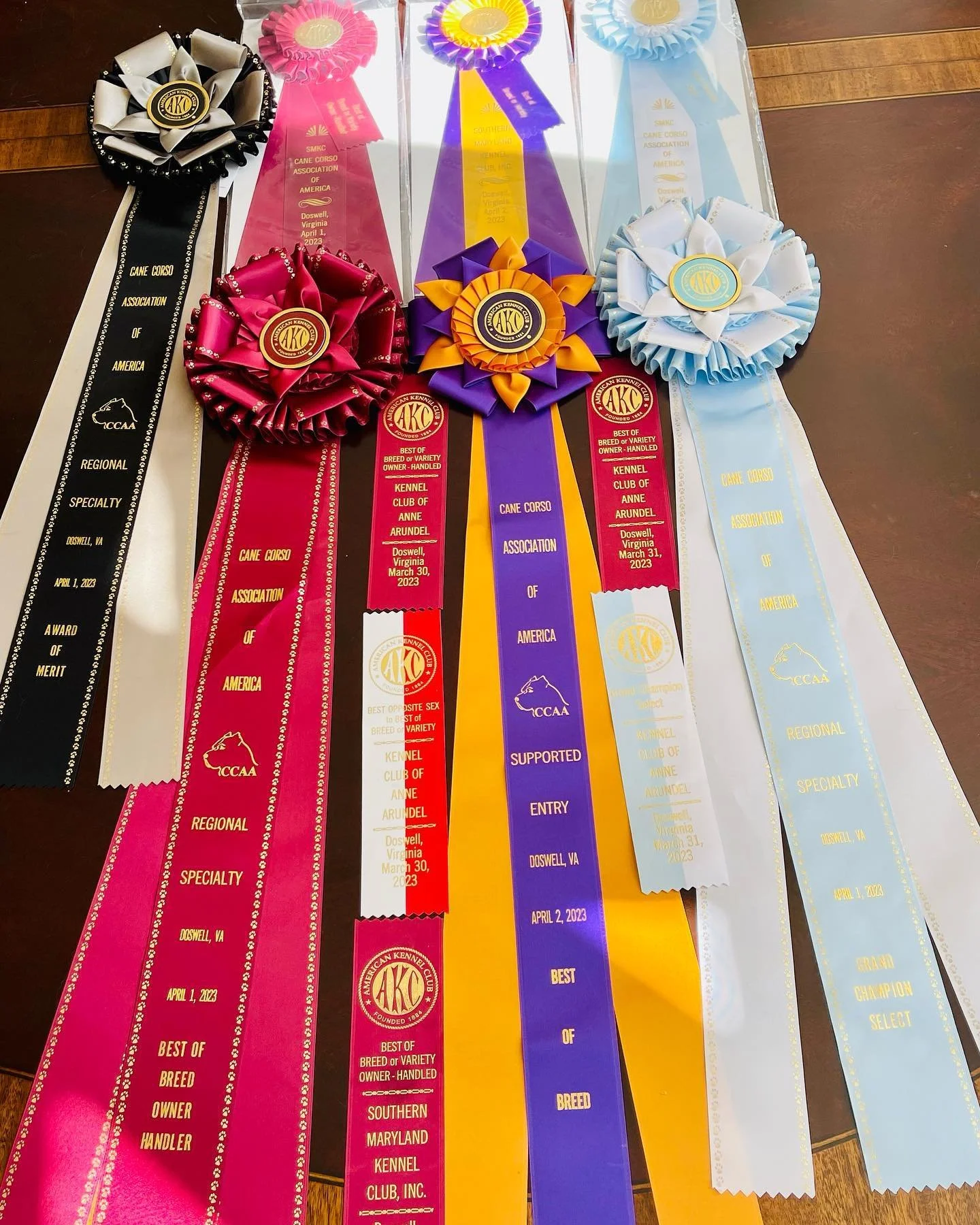 This weekends Haul for Sangue Vecchio&rsquo;s Argo Delmar&eacute; at the 2023 Cane Corso Regional cluster. @centraljerseyk9 @argo_delmare @sangue_vecchio_cane_corsos @potrero_performance_dogs #canecorso #akcshowdog #Champion #bestofbreed