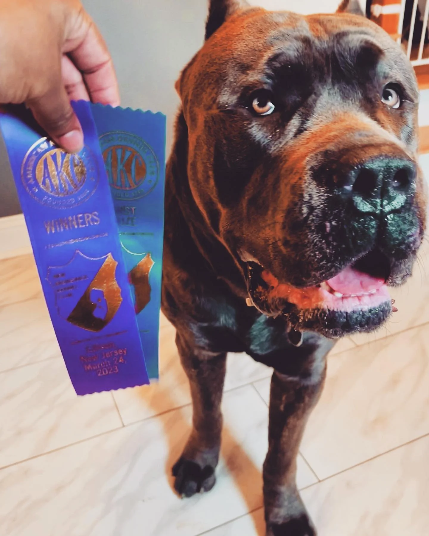 Thank you Judge Judith A. Brown for awarding Sangue Vecchio&rsquo;s Argo Delmar&eacute; Winners Dog!! Great start for our first show back this season. 

 #TeamArgo #akcshowdog #sassyboi #cutiepie #canecorso