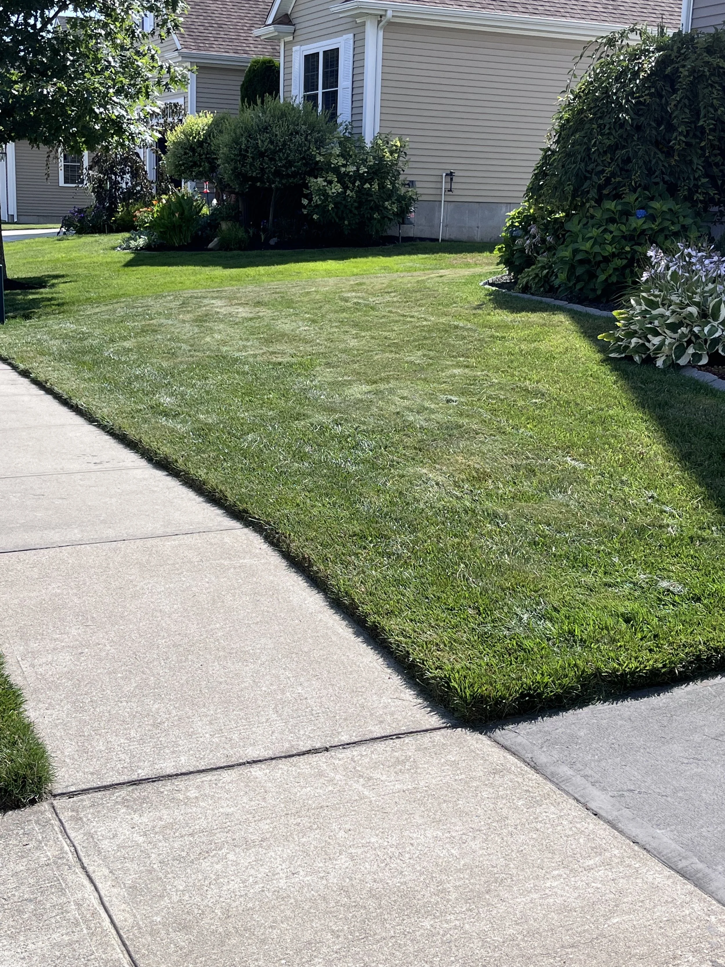 Well-maintained lawn with grass and a sidewalk in a residential neighborhood, with houses and bushes in the background.