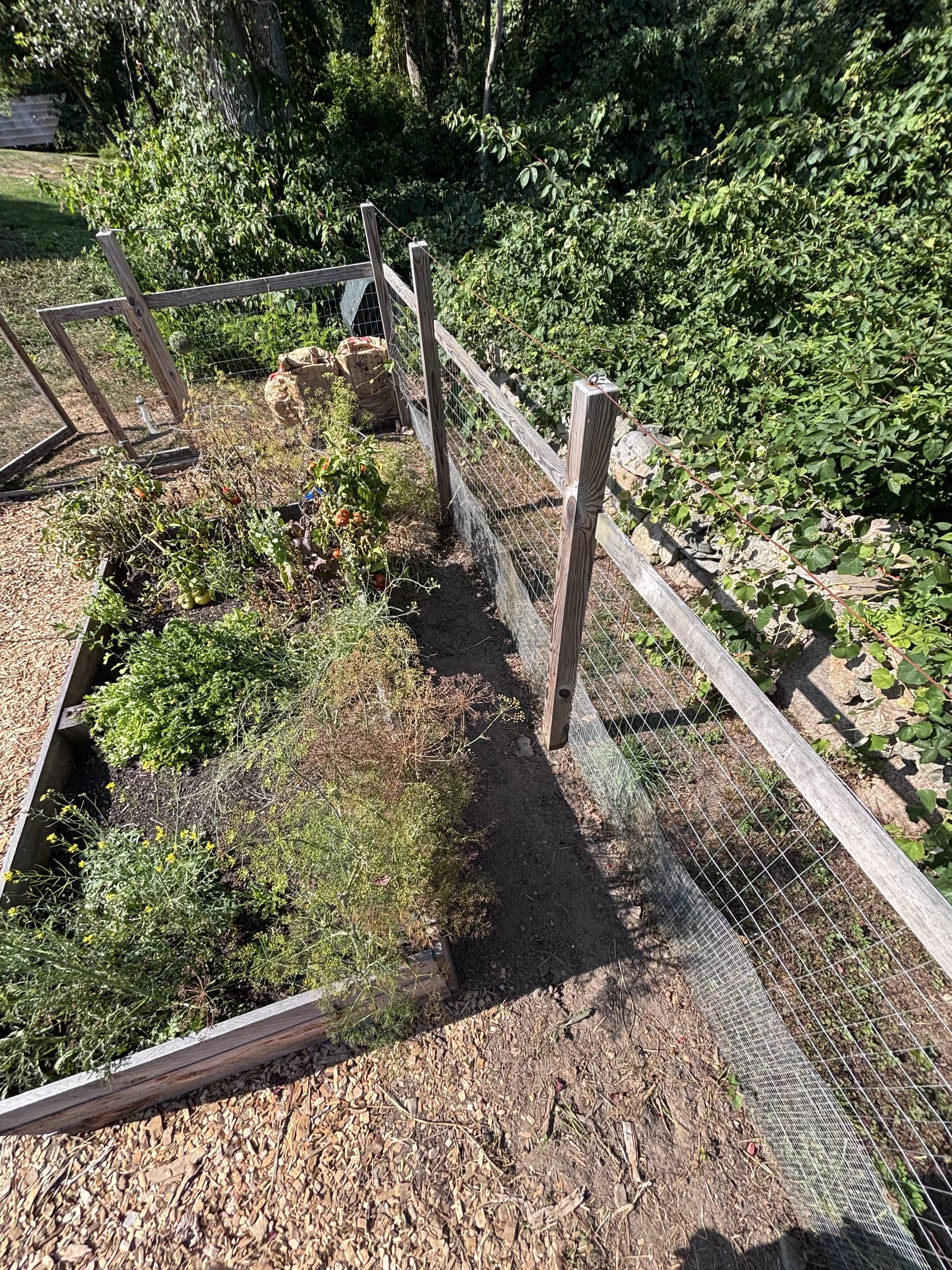 A garden bed with various plants enclosed by a wooden and wire fence, with trees and bushes in the background.