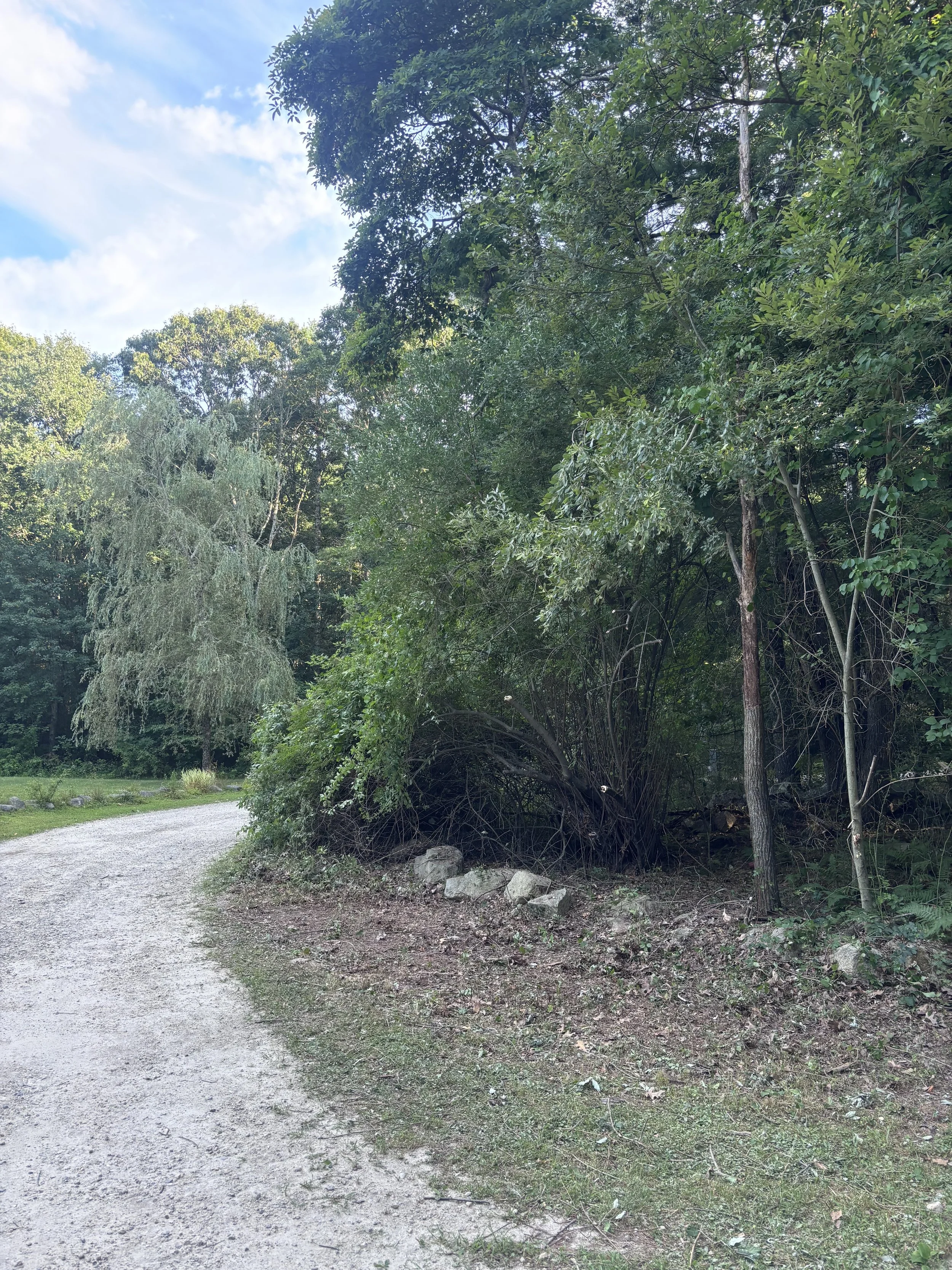 A dirt path curves through a forest with green trees and bushes on both sides under a partly cloudy sky.