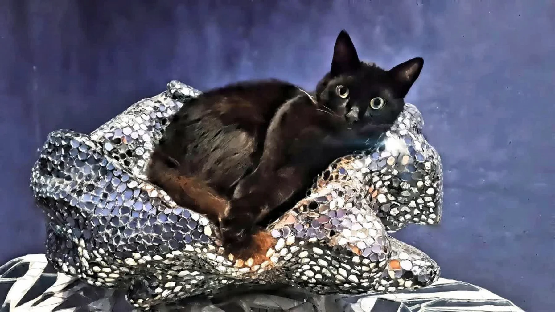 Your Cat Doesn’t “Love” You.That’s Why It Shows Up at 3 AM.