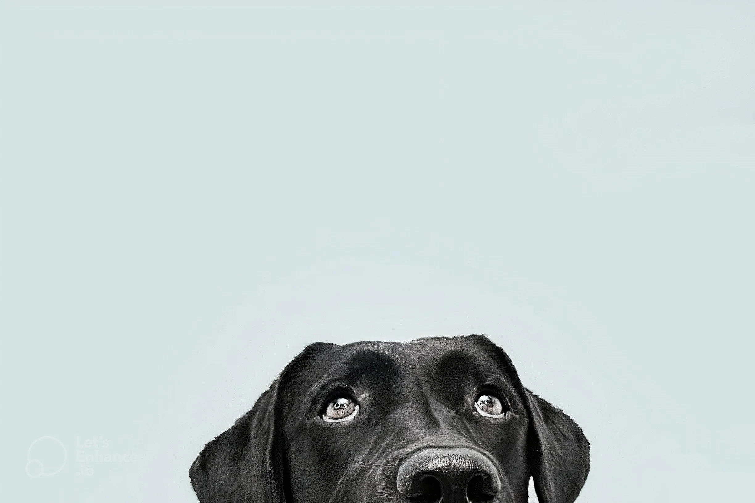 Emotional Support Dogs, Service Dogs &amp; Dog Astrology