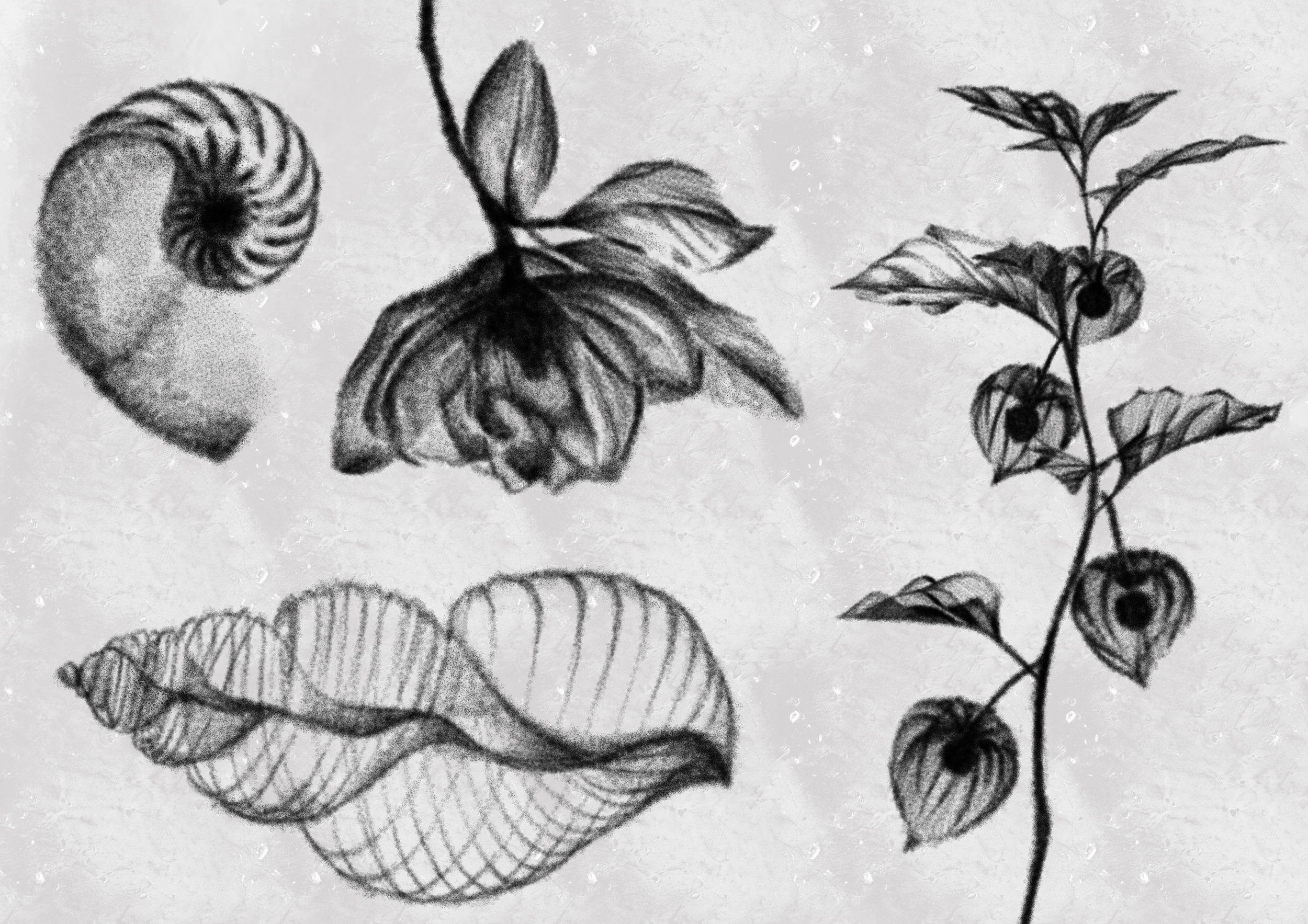 Untitled_Artwork 1.png