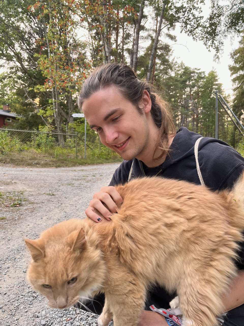 ...this is a Swedish cat