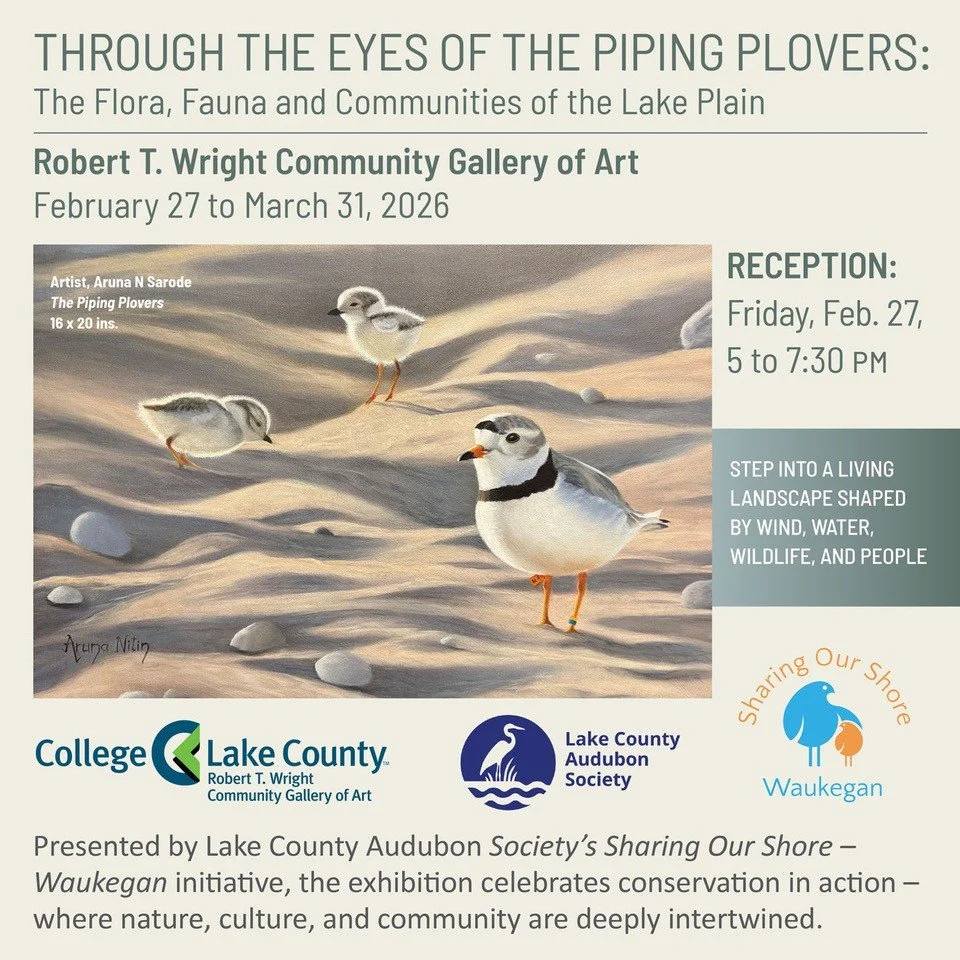 Through the Eyes of the Piping Plovers: The Flora, Fauna and Communities of the Lake Plain