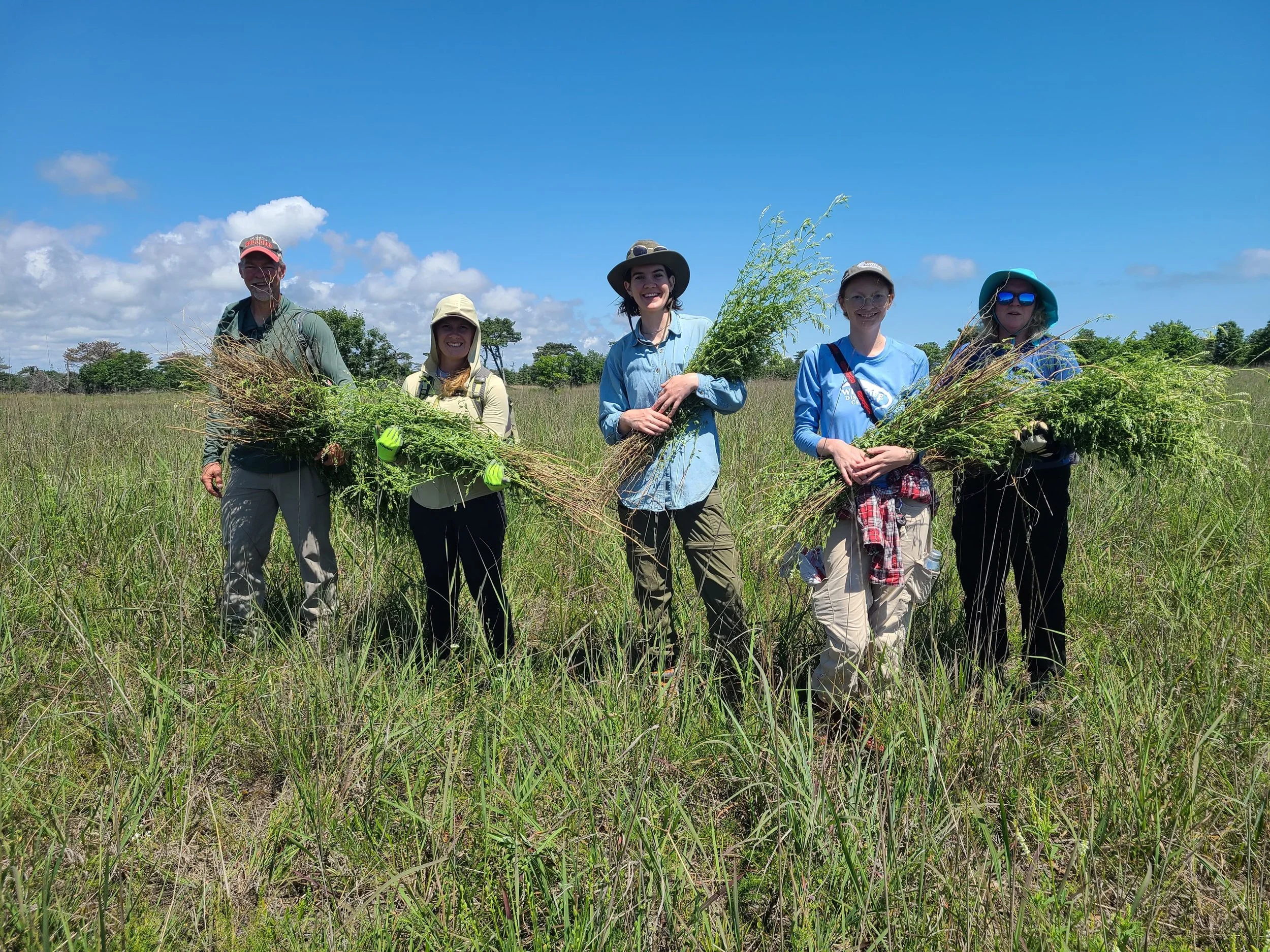 Illinois Dunesland Restoration Project Weekly workday at Illinois Beach State Park