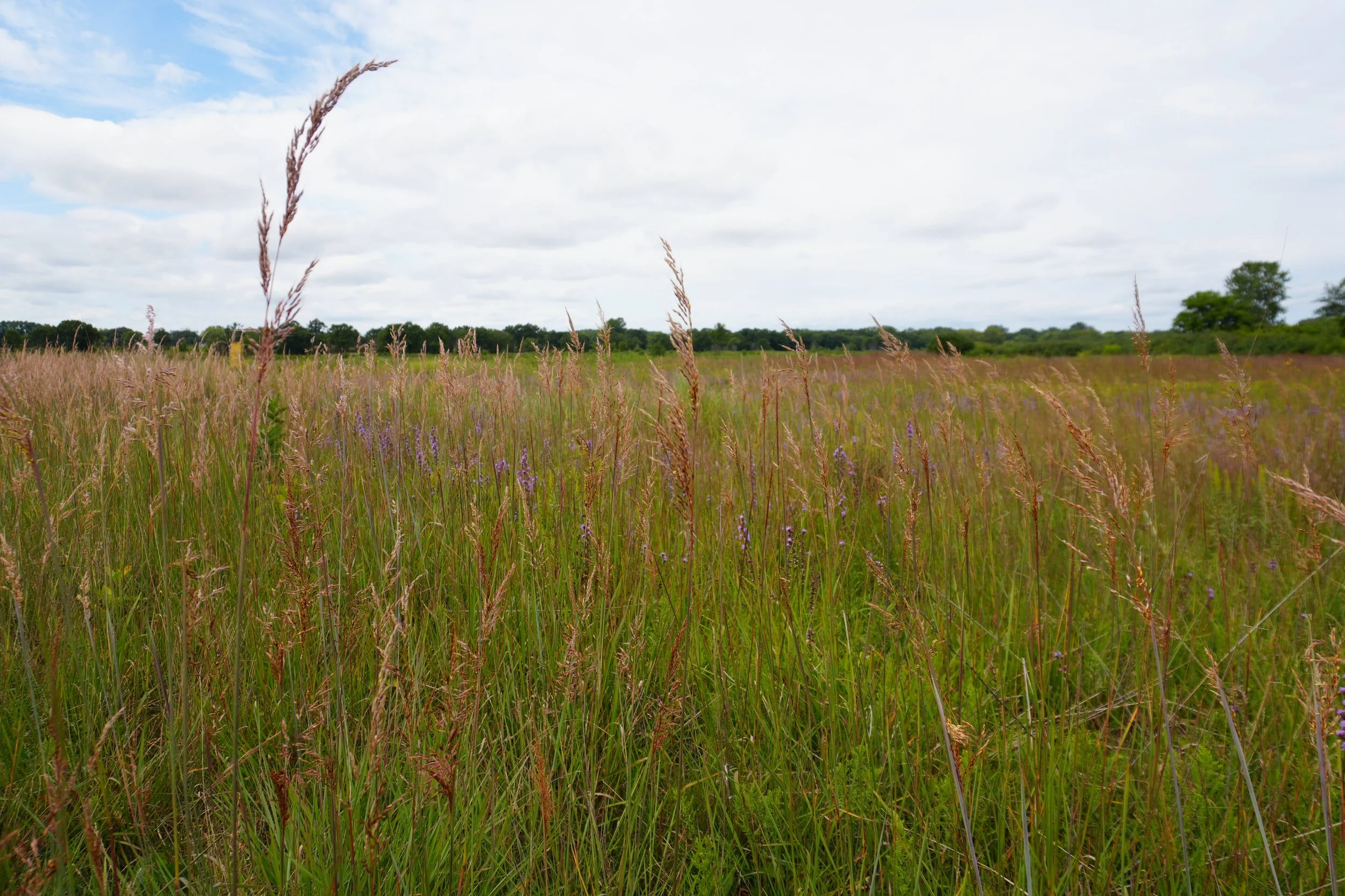 Chiwaukee Prairie Preservation Fund Monthly Workday in Chiwaukee Prairie State Natural Area