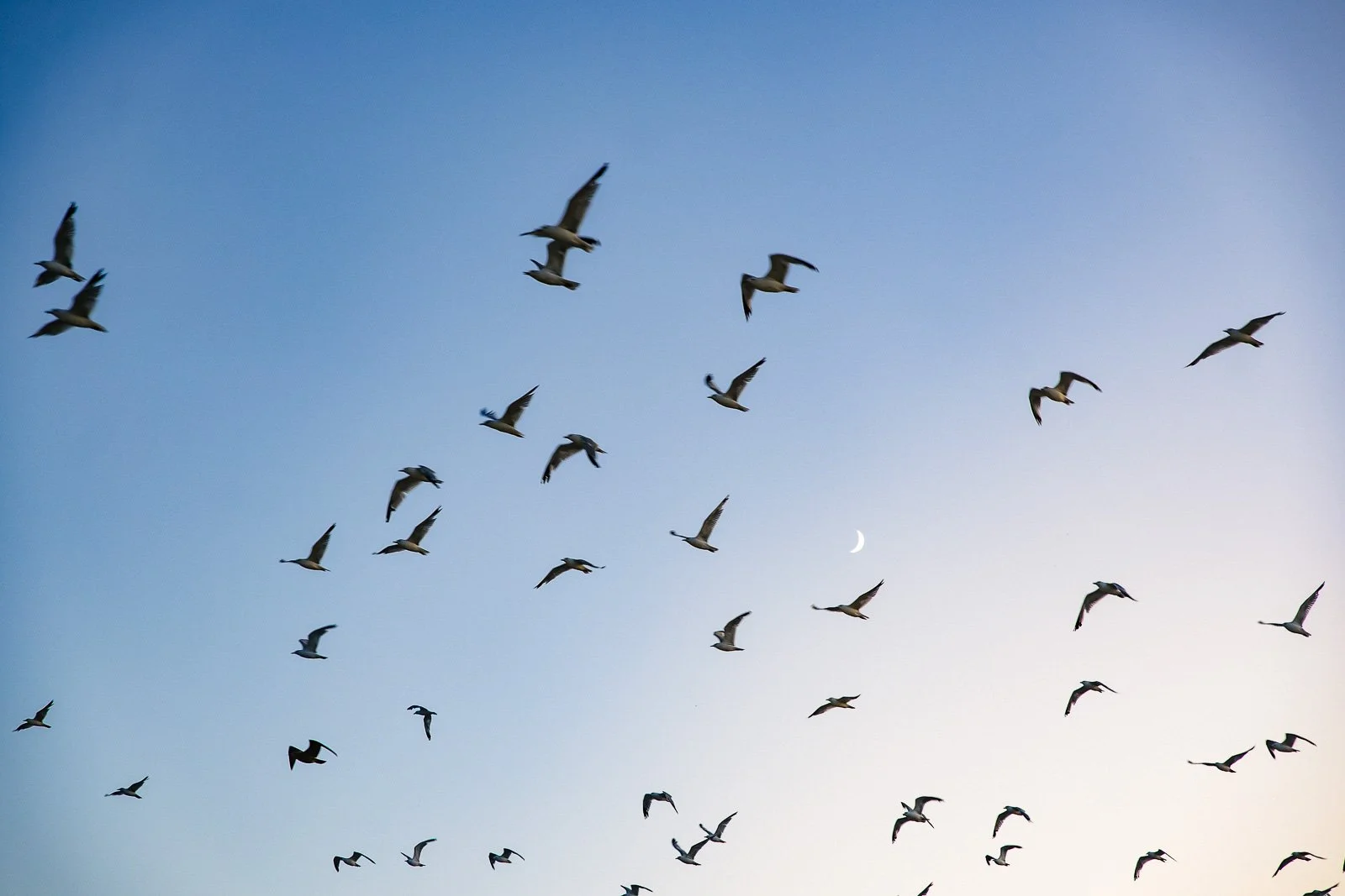 World Migratory Bird Day Guided Hike