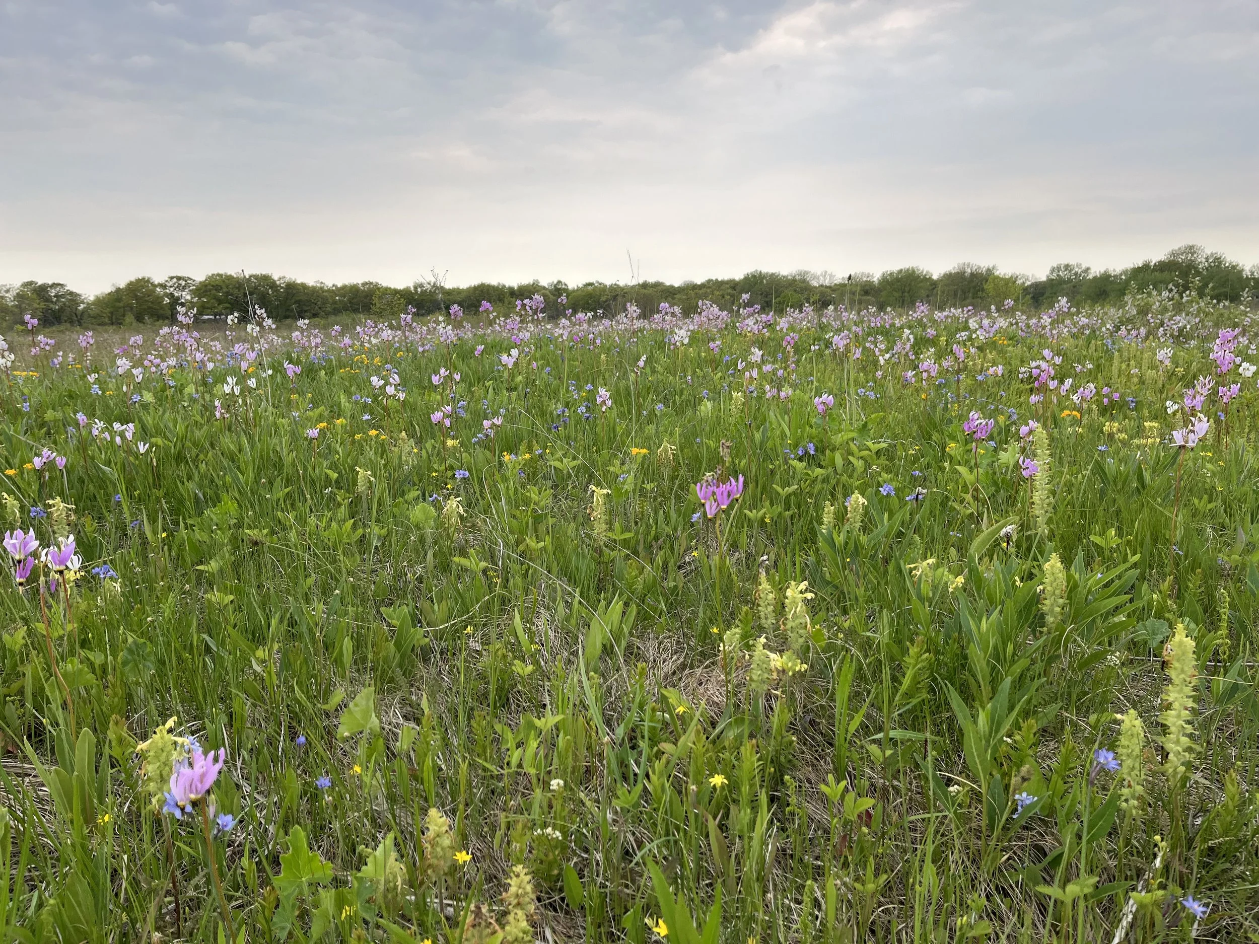 Native Prairie Plant Walk in Chiwaukee Prairie State Natural Area