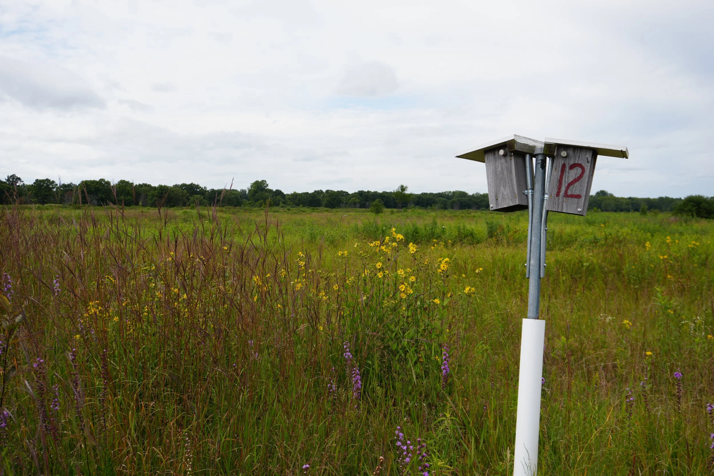 Native Prairie Plant Walk in Chiwaukee Prairie State Natural Area