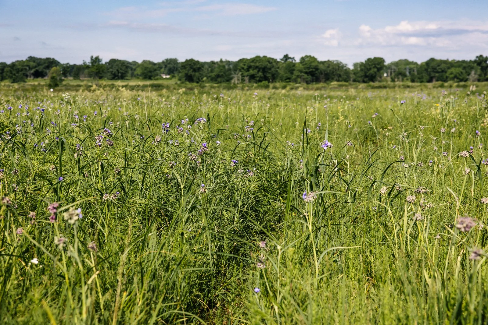 Chiwaukee Prairie Preservation Fund Monthly Workday in Chiwaukee Prairie State Natural Area