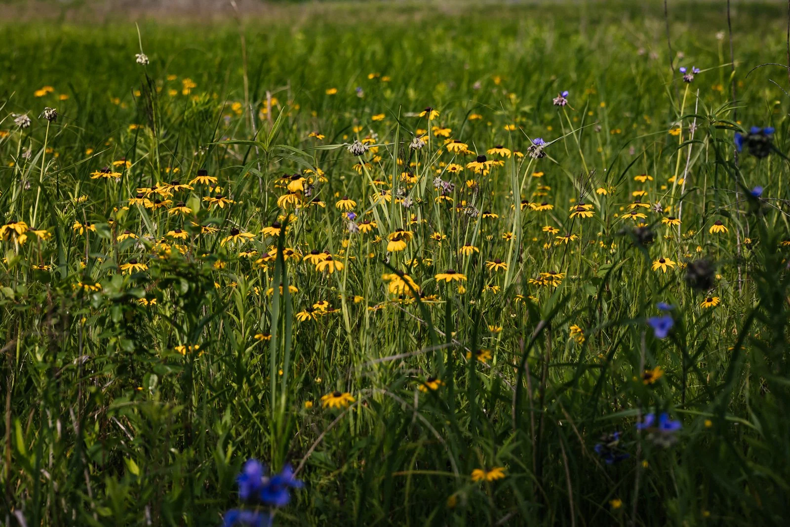 Introduction to Chiwaukee Prairie: Four Seasons Garden Club Secret Garden Walk