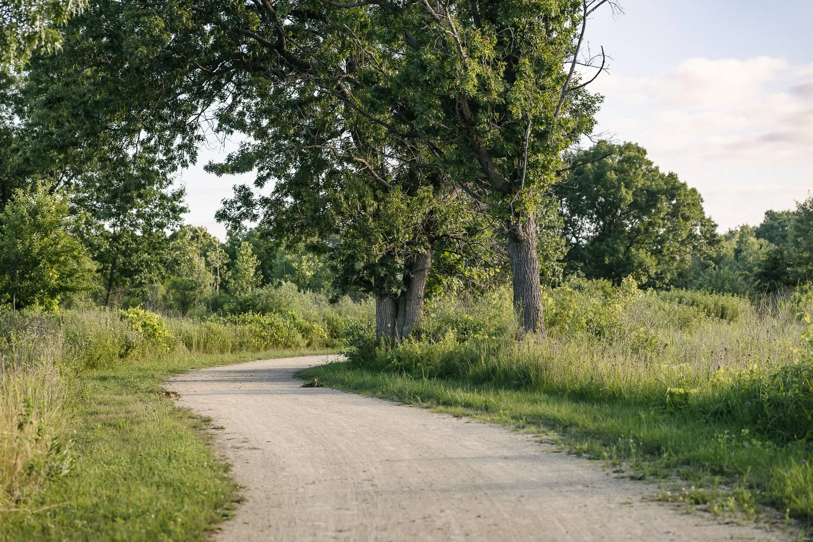 Restoration Workday at Spring Bluff Forest Preserve