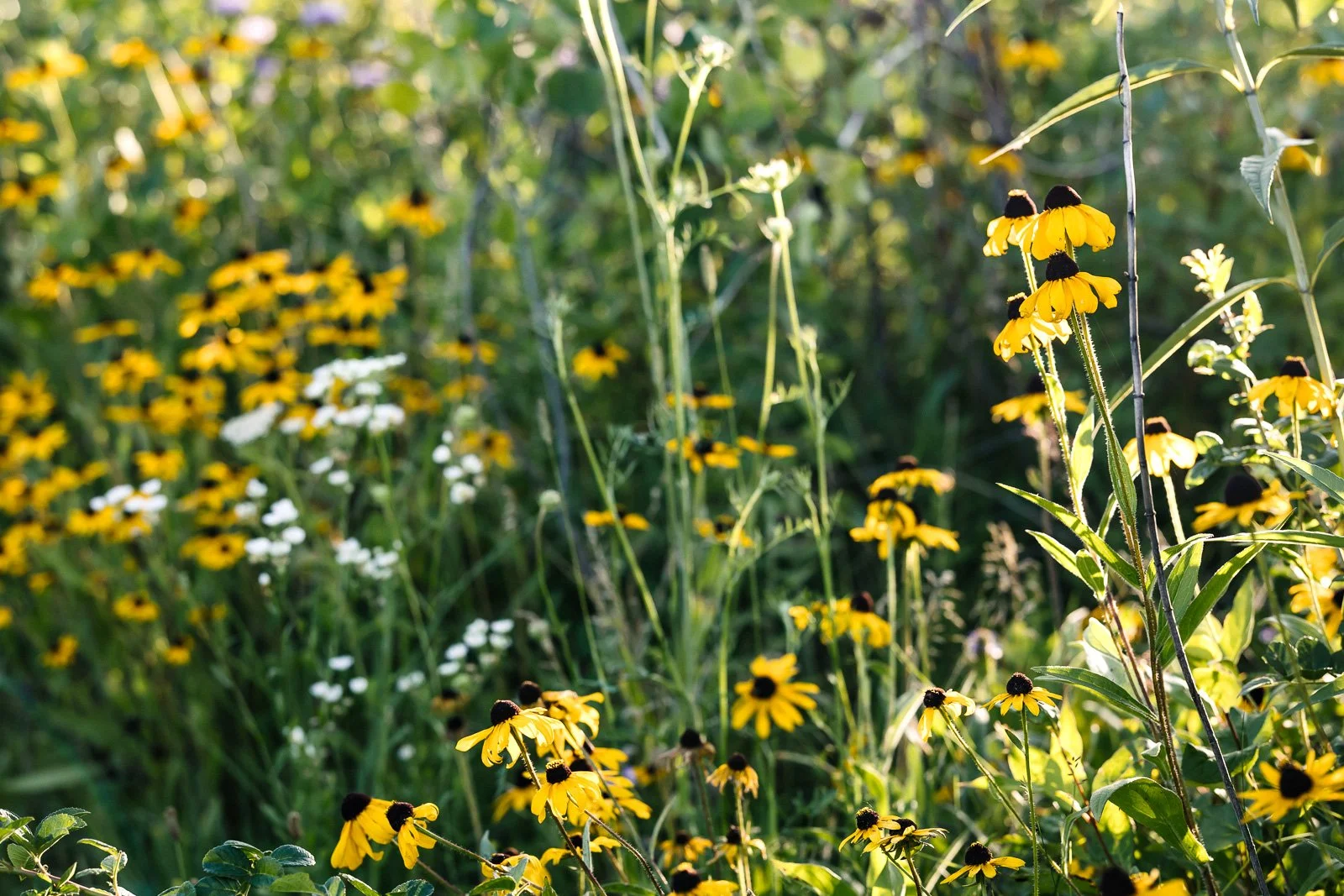 Wildflower &amp; Weeds ID Workshop at Spring Bluff Forest Preserve