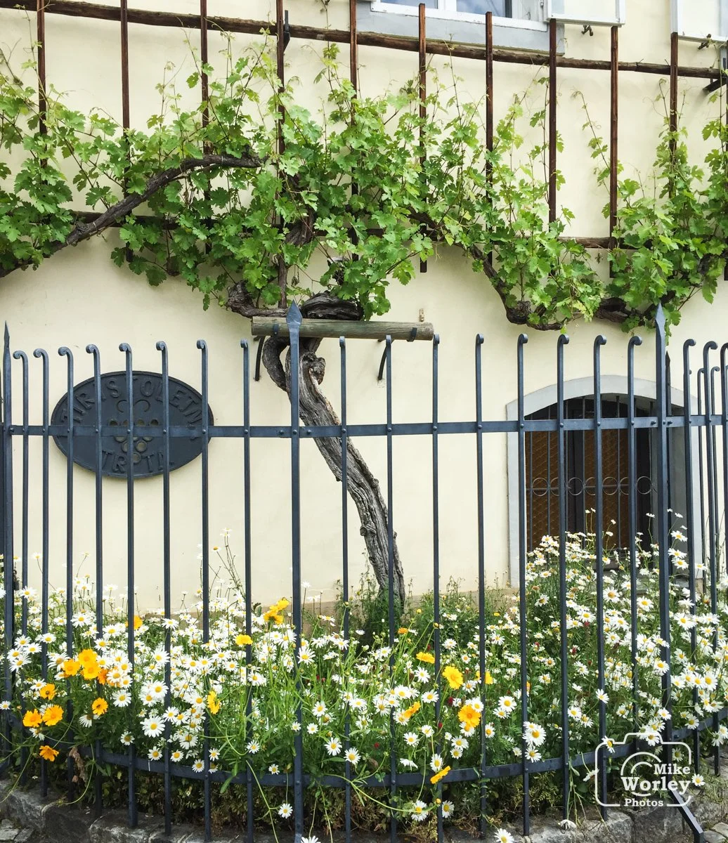 The world's oldest producing grape vine, located in Maribor, Slovenia. This Žametovka (a red Slovenian variety) vine is known to have existed as early at 1657. Today, it still produces a token annual harvest sufficient to make about 25 liters of wine