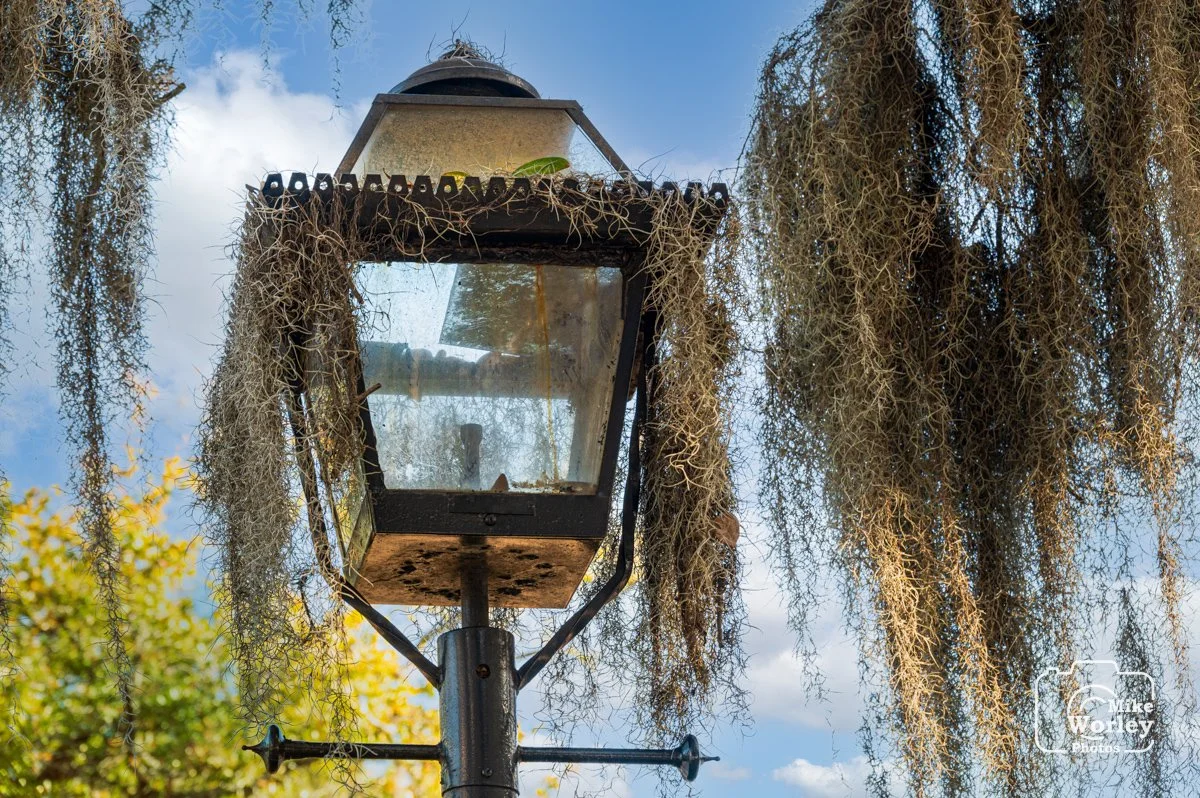 A street lamp covered with Spanish moss, which is everywhere in Savannah.