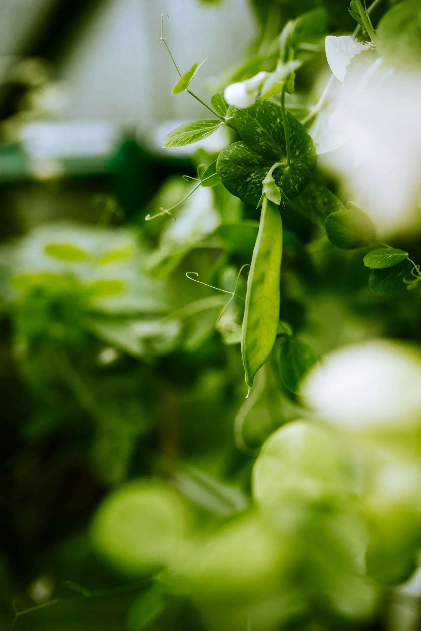 Close-up of a green pea pod hanging from a vine surrounded by lush green leaves.