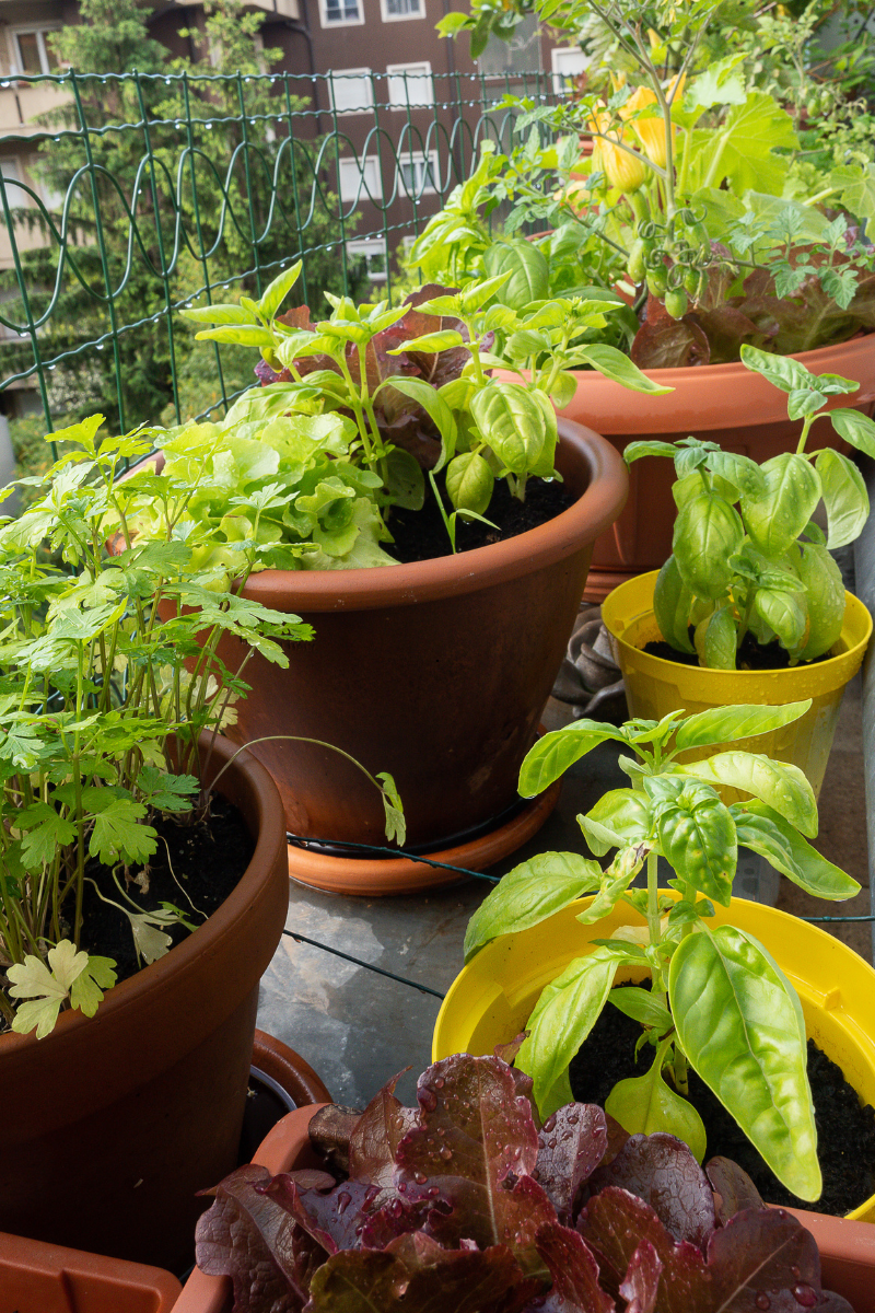 Small Space Gardening: Start a Balcony Food Garden in 60 Minutes