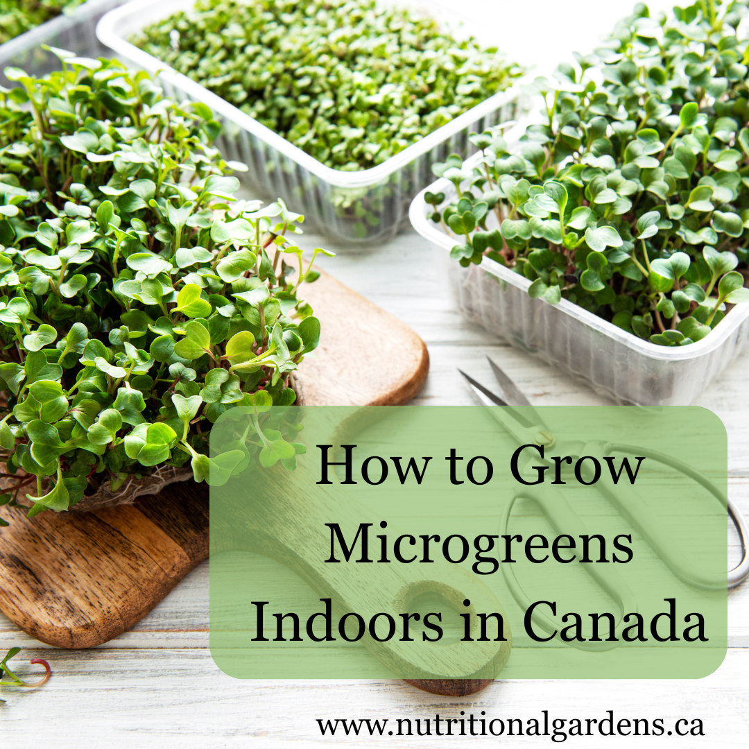How to Grow Microgreens Indoors in Canada (No Backyard Needed)