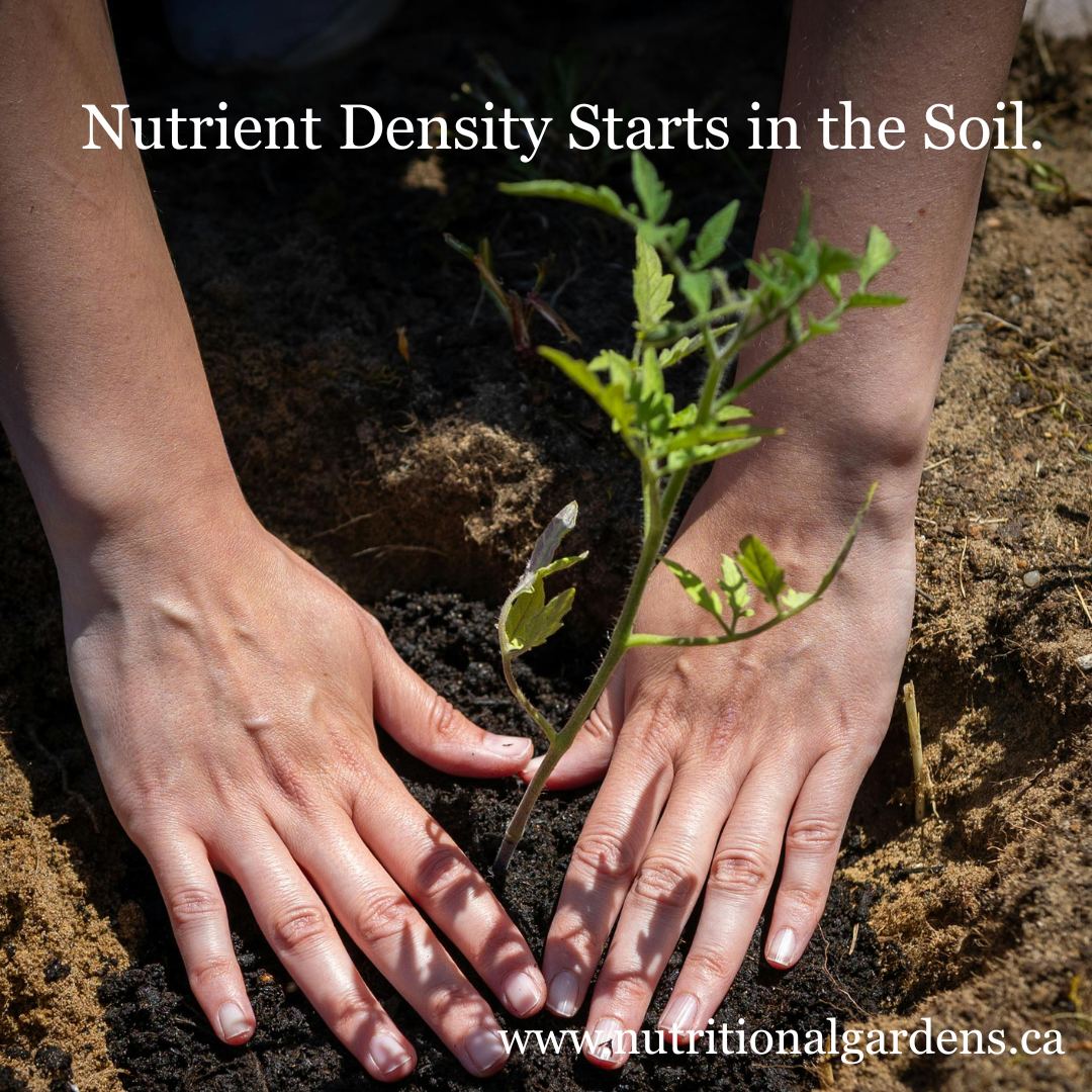 Best Soil for Container Gardening: Why Soil Quality Determines Nutrient Density