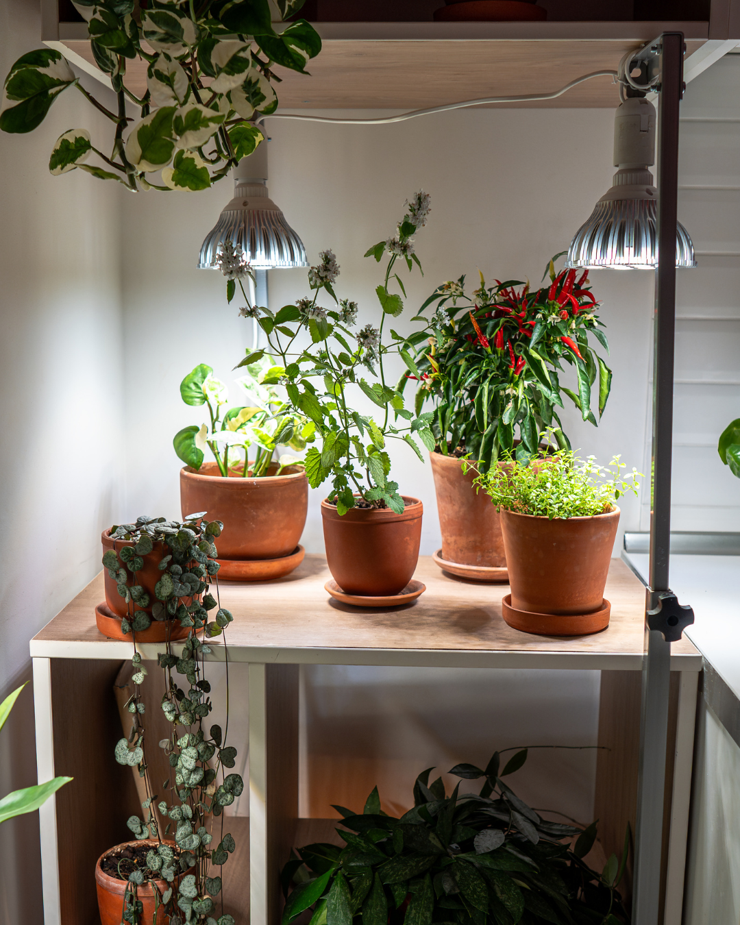 Do You Need Grow Lights in Canada?