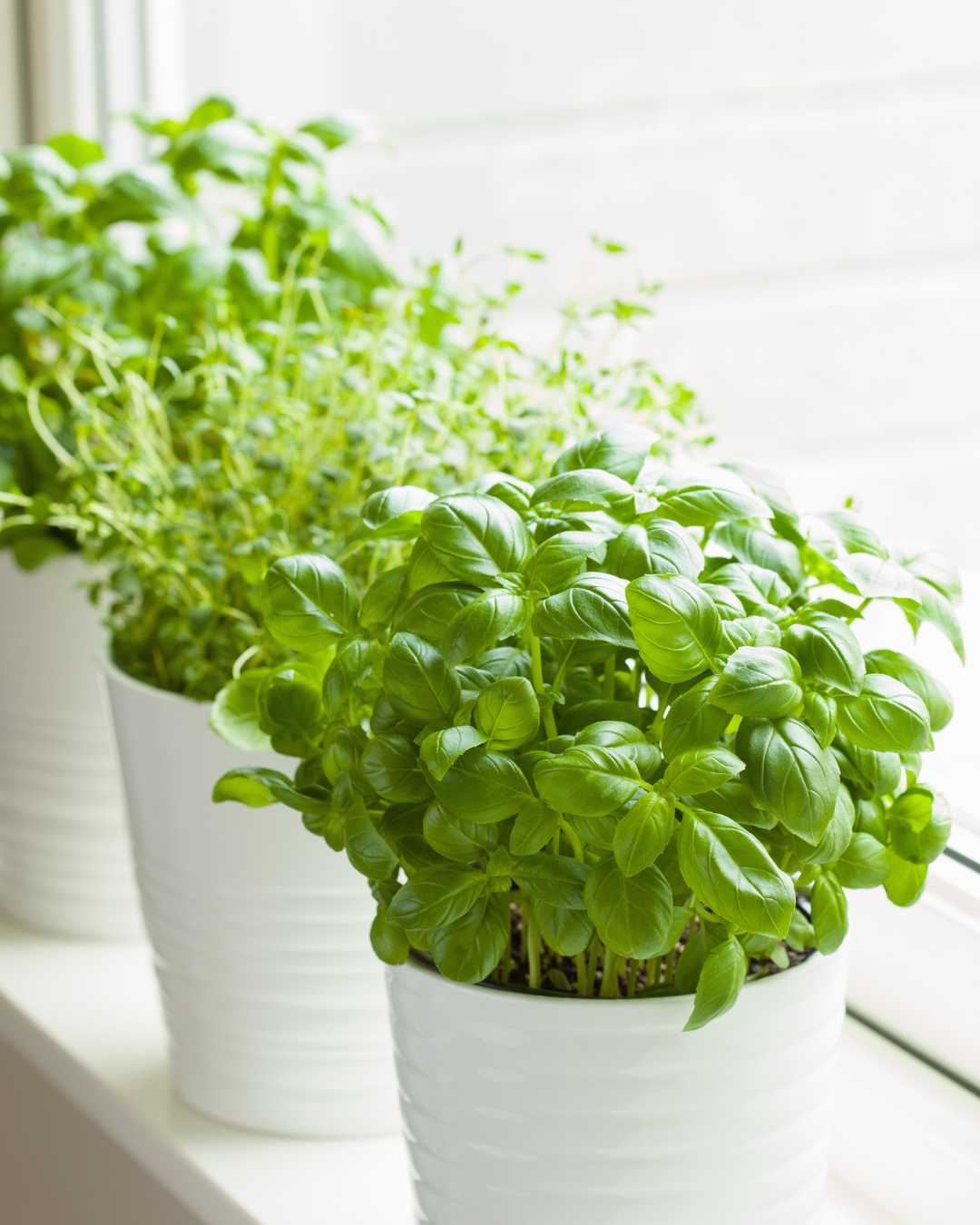 Herbs That Support Blood Sugar Stability