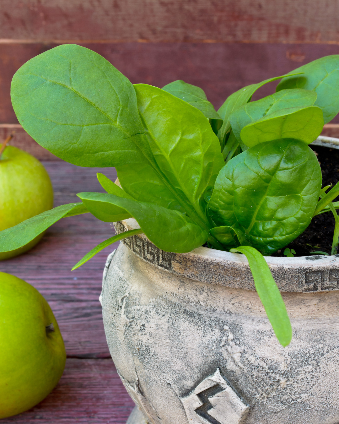 Fiber and Insulin Resistance