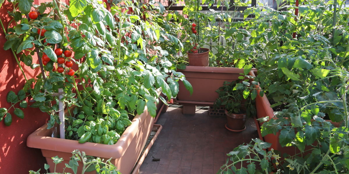 Anti Inflammatory Plants You Can Grow in Apartments and Condos