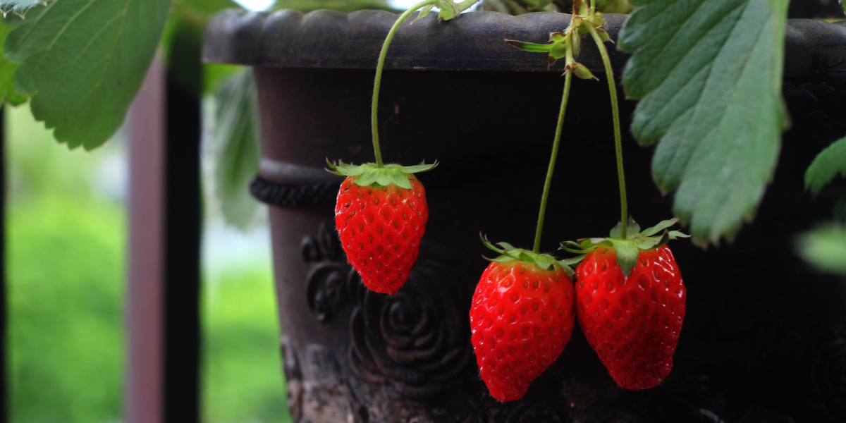 Berries and Insulin Sensitivity