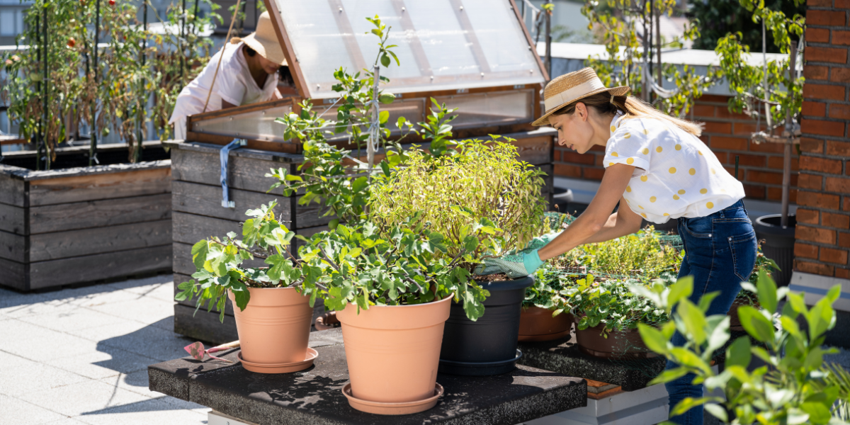 Urban Gardening in Canada