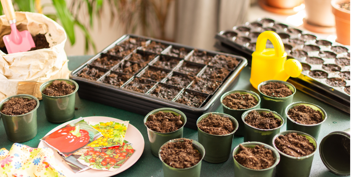 Starting Seeds Indoors in Canada