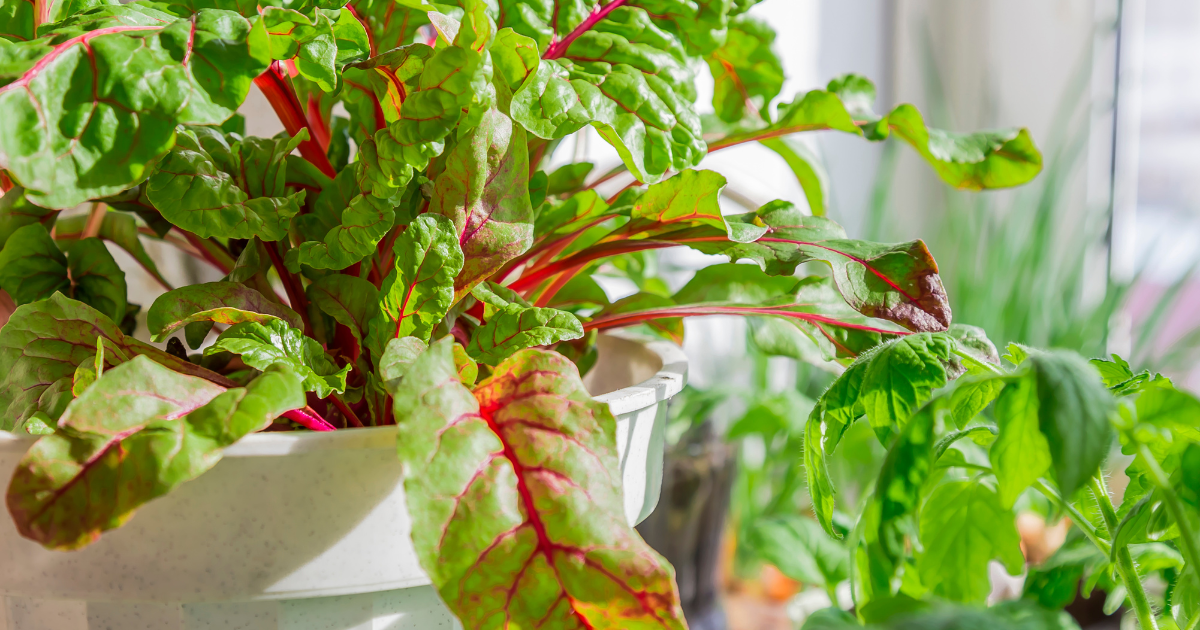 Best Vegetables for Insulin Resistance