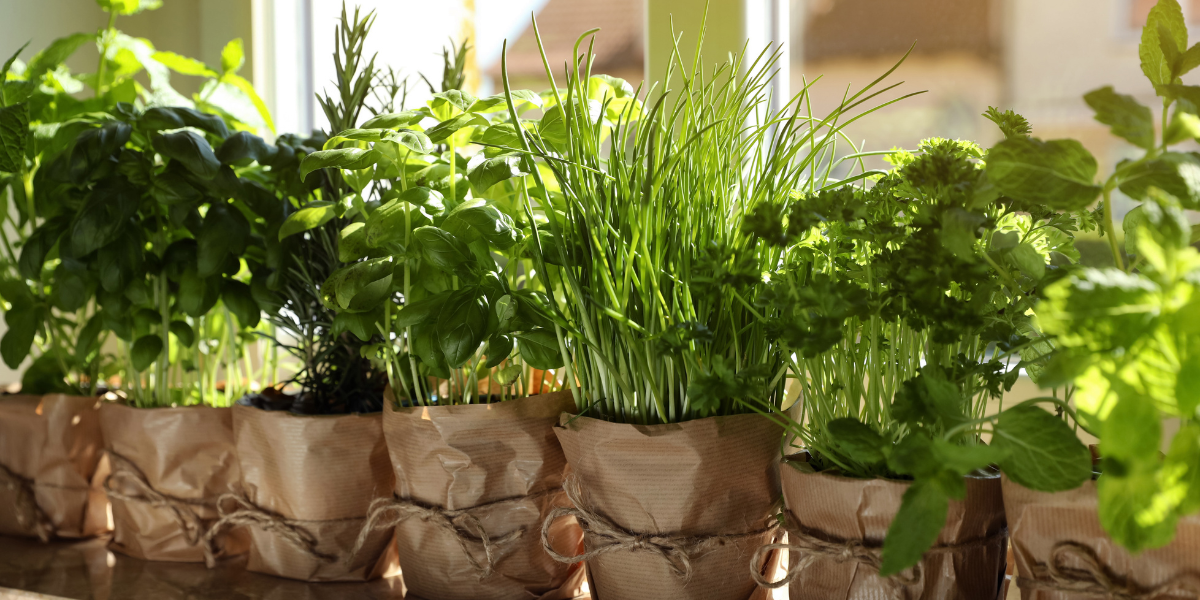 How to Build a Windowsill Herb Garden in an Apartment or Condo