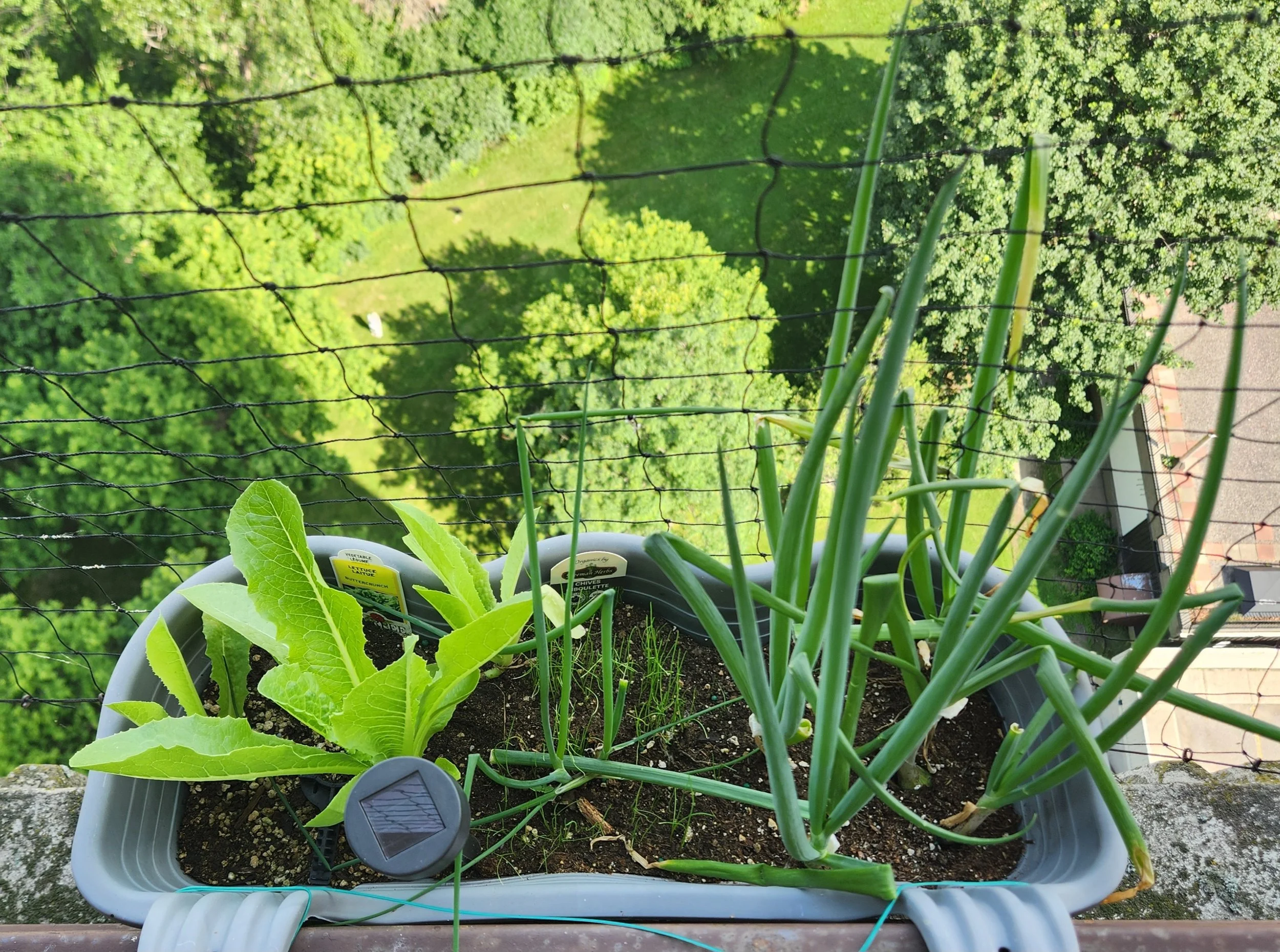 Proof You Can Grow Real Food Anywhere: A Garden Update From 17 Storeys Up