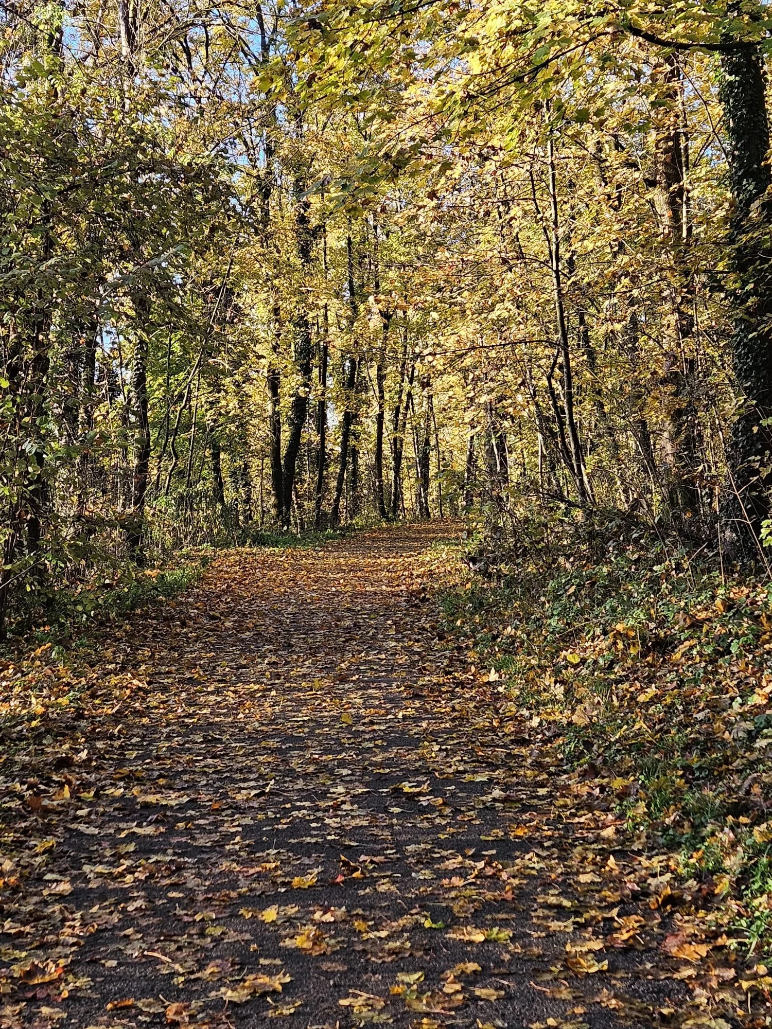 Sentiero nel bosco in autunno con foglie cadute a terra e alberi con foglie gialle e verdi, sotto un cielo blu.