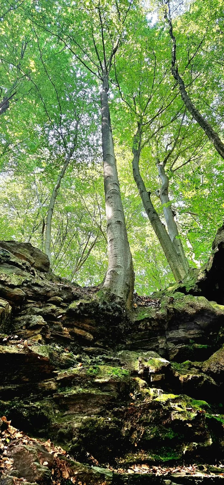 Alberi verdi alti con il fogliame che forma un cielo verde, vista dal basso verso l'alto in un bosco.