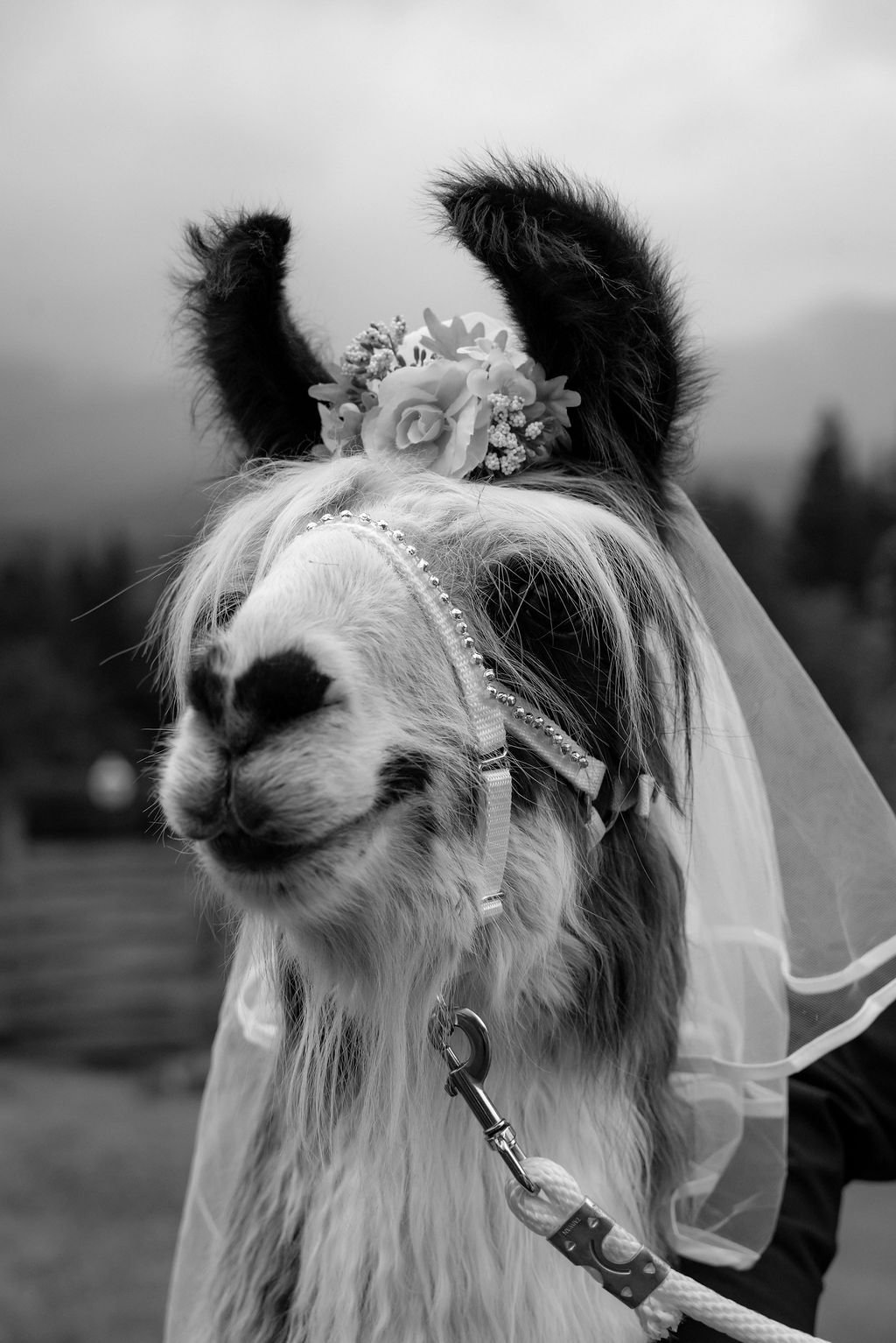 Brianna & Cameron | May 2026 | River Gorge Wedding