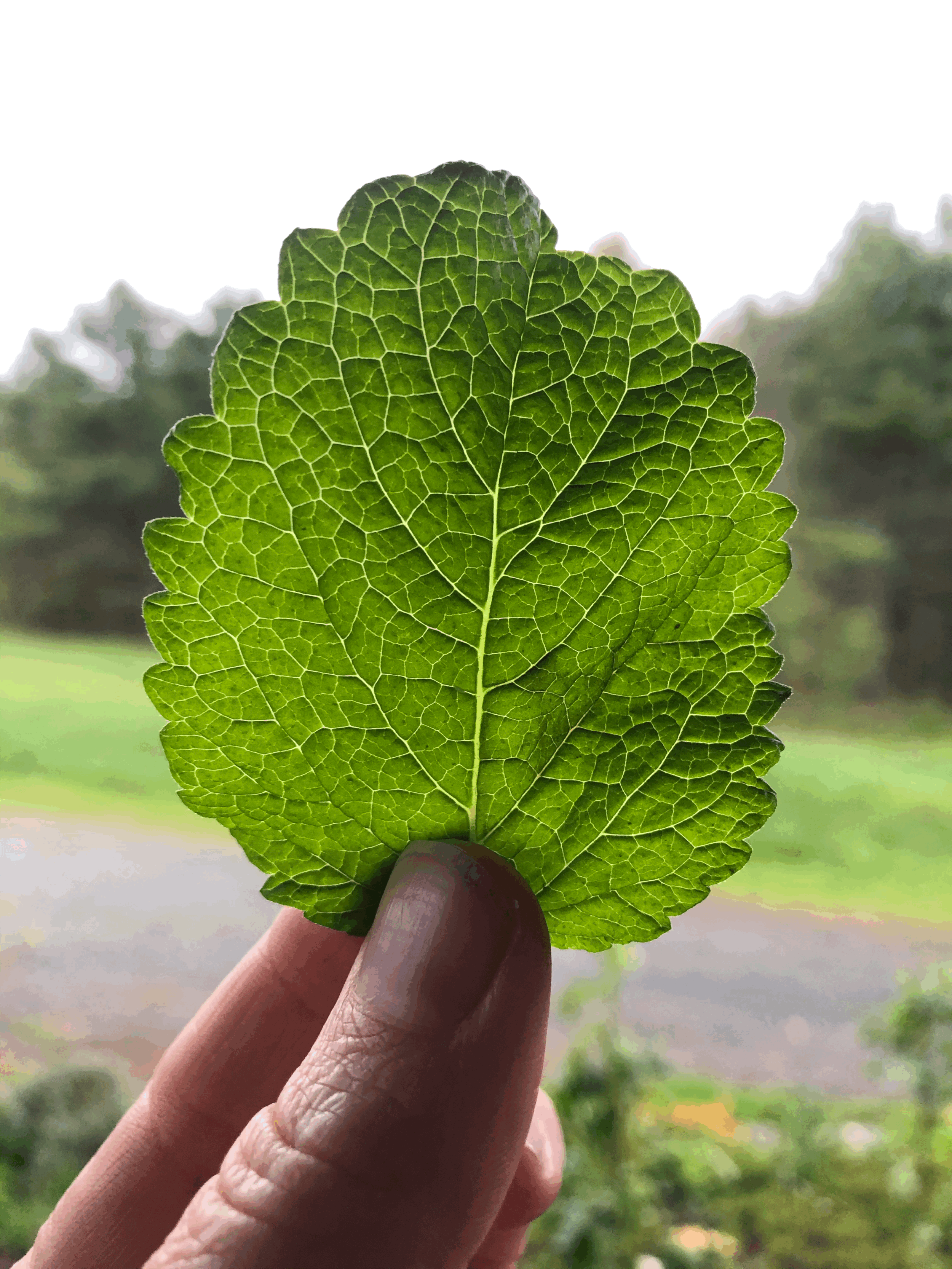 Close-up of a green leaf held by a person's hand, with a blurred outdoor background.