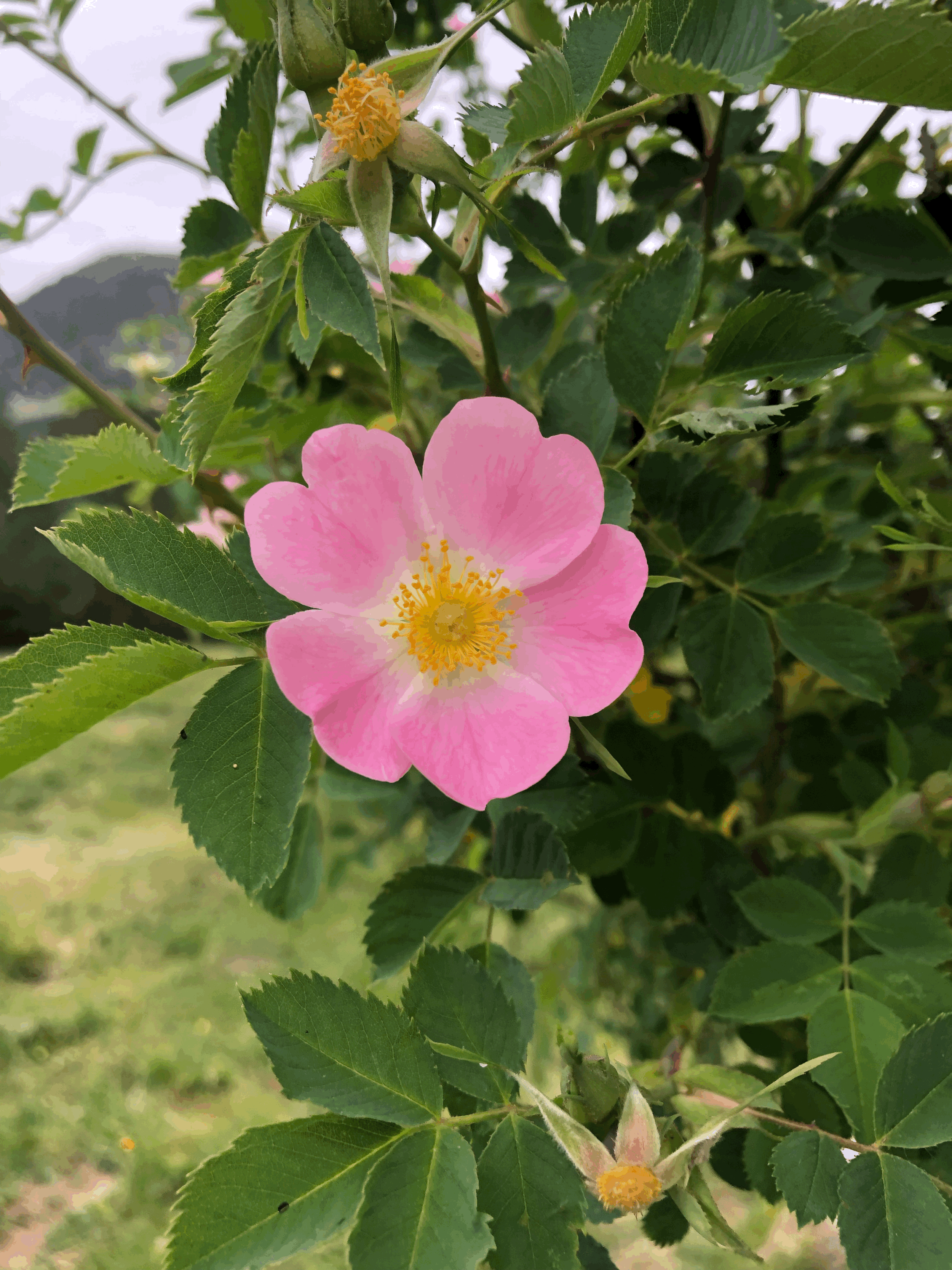 A pink wild rose blooming among green leaves on a bush.