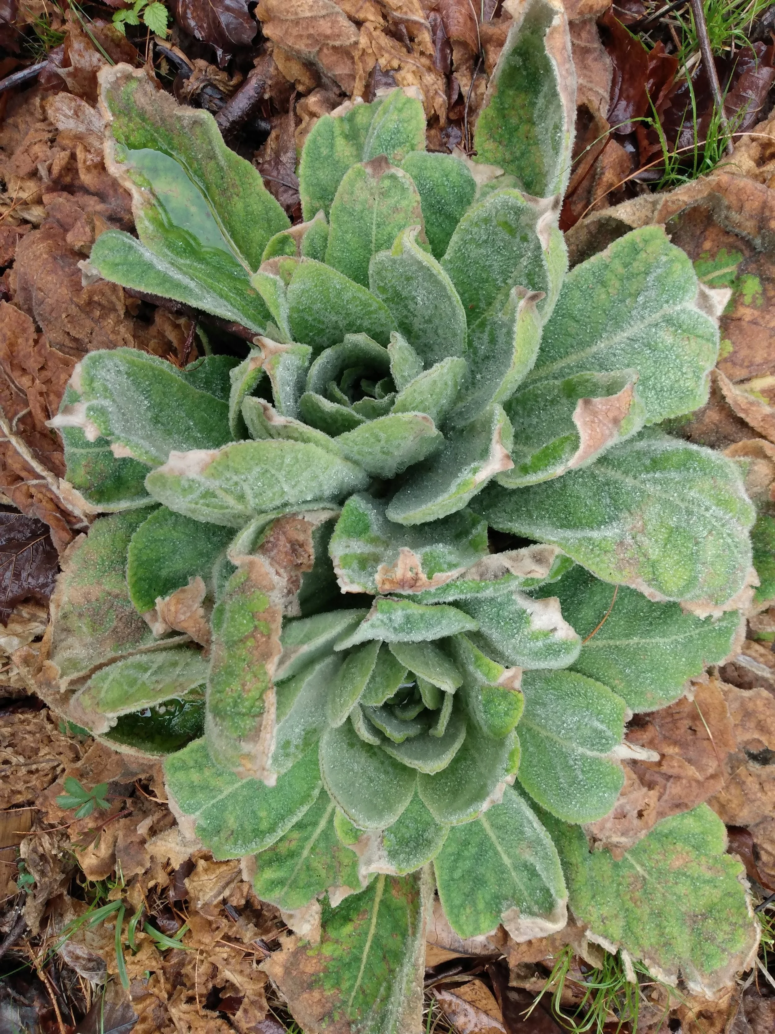 mullein dbl header.jpg