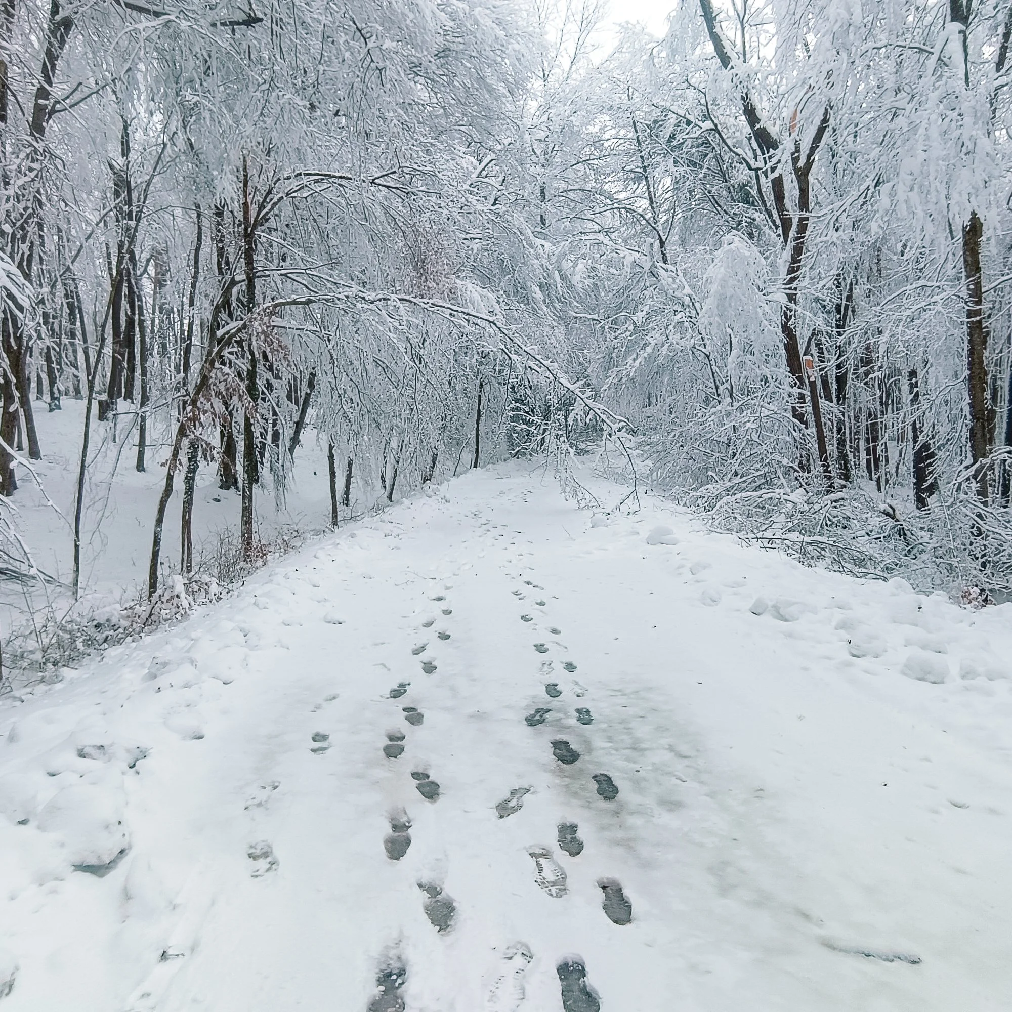 Schneebruch Feldbach 2026 AT Alert-1006.jpg