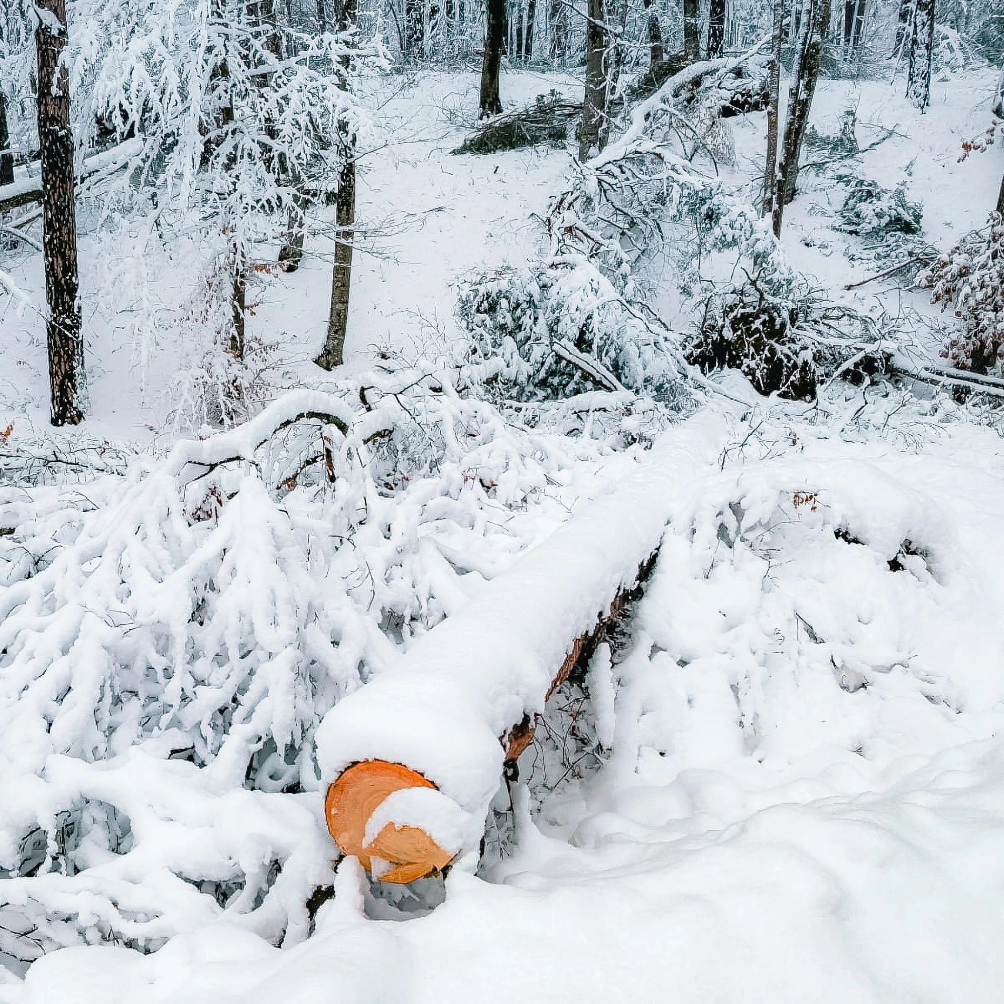 Schneebruch Feldbach 2026 AT Alert-1012.jpg